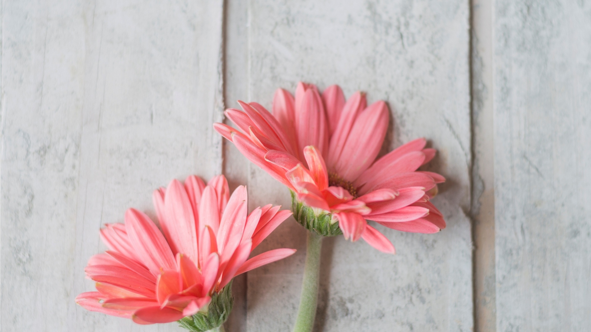Две розовые герберы на сером столе