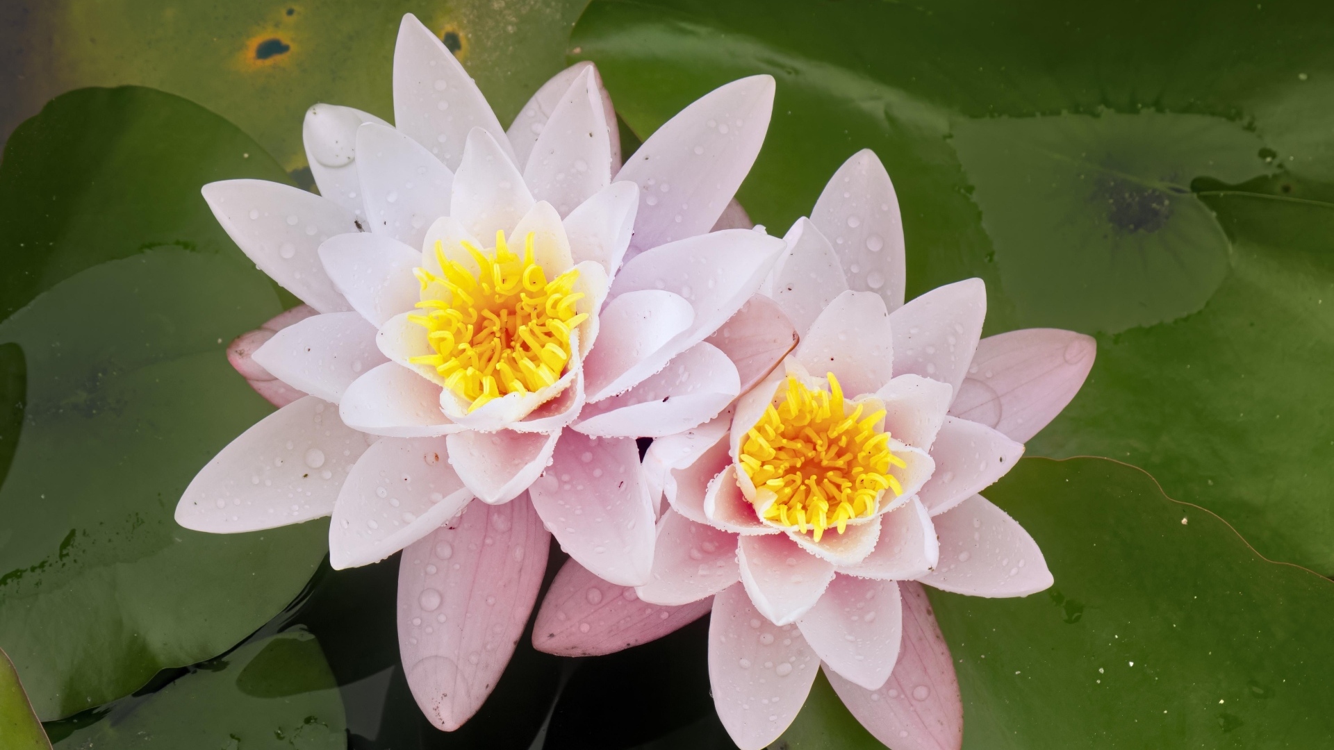 Две розовые водяные лилии в воде с зелеными листьями