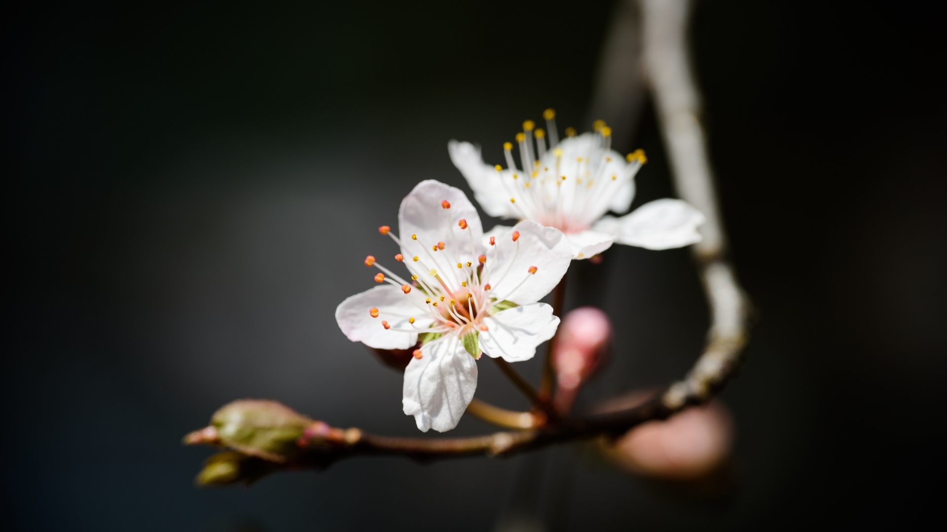 Два белых цветка вишни крупным планом