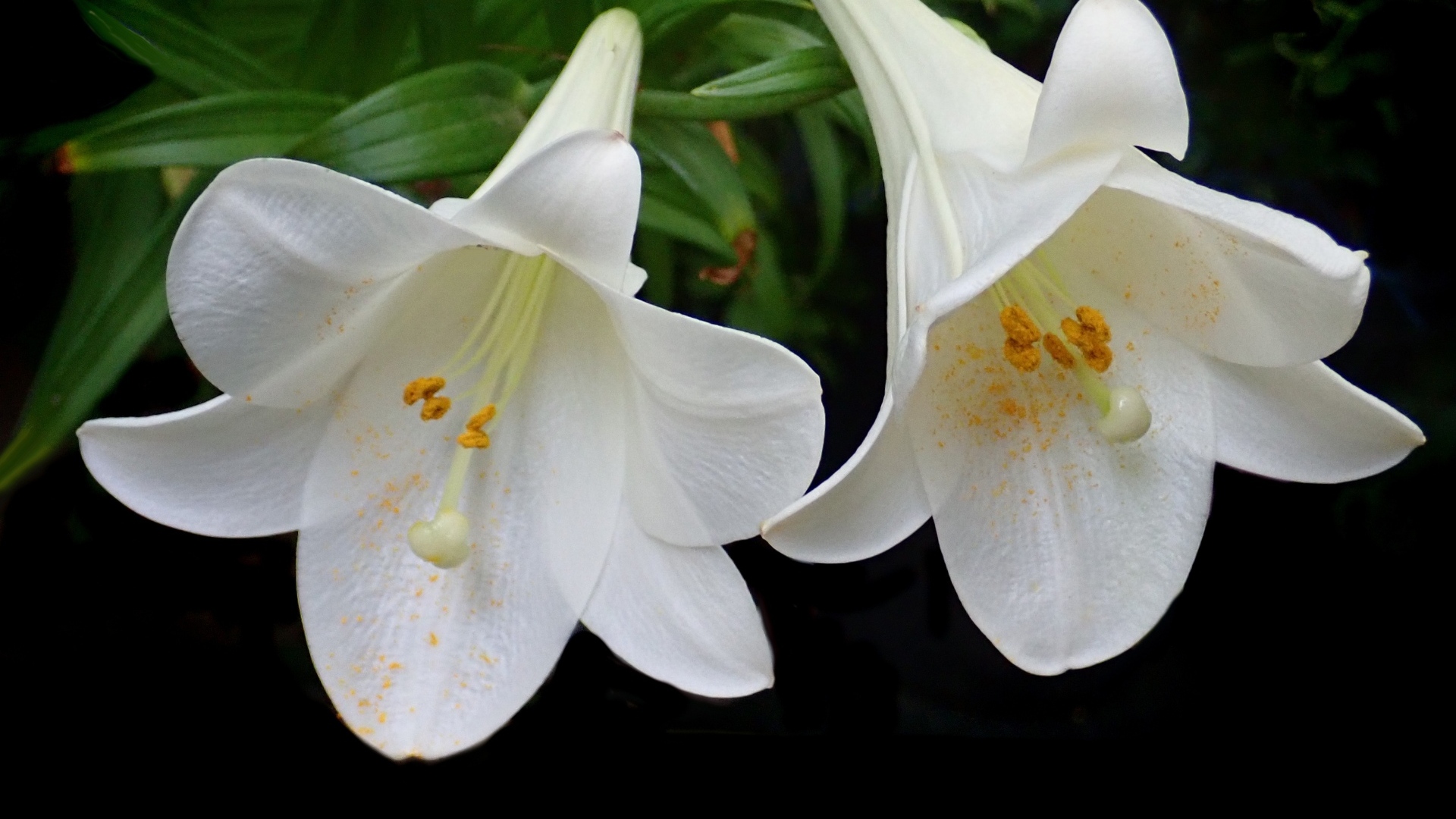 Две белые лилии в желтой пыльце на черном фоне