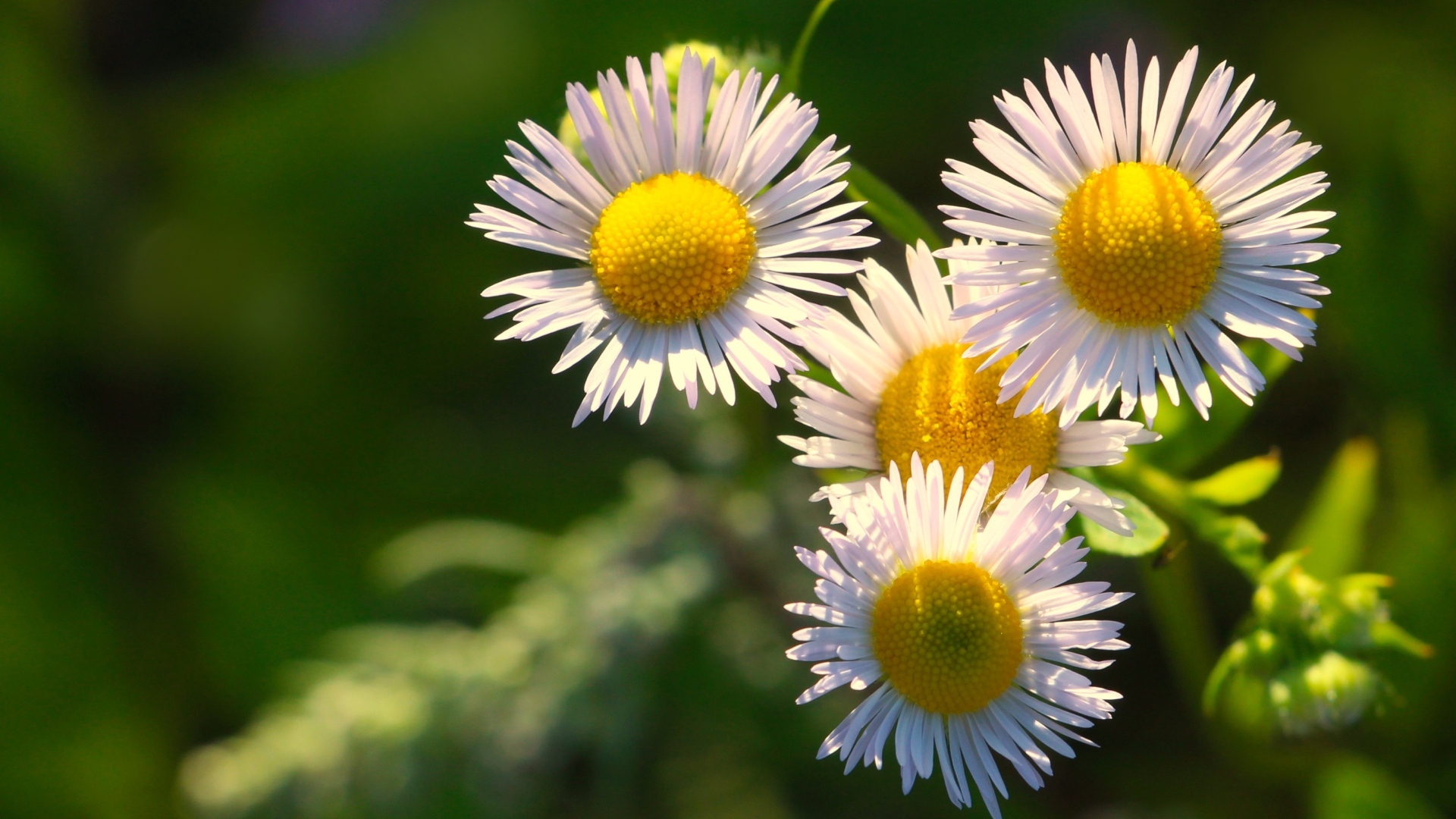 Белые цветы сентябринки в лучах солнца