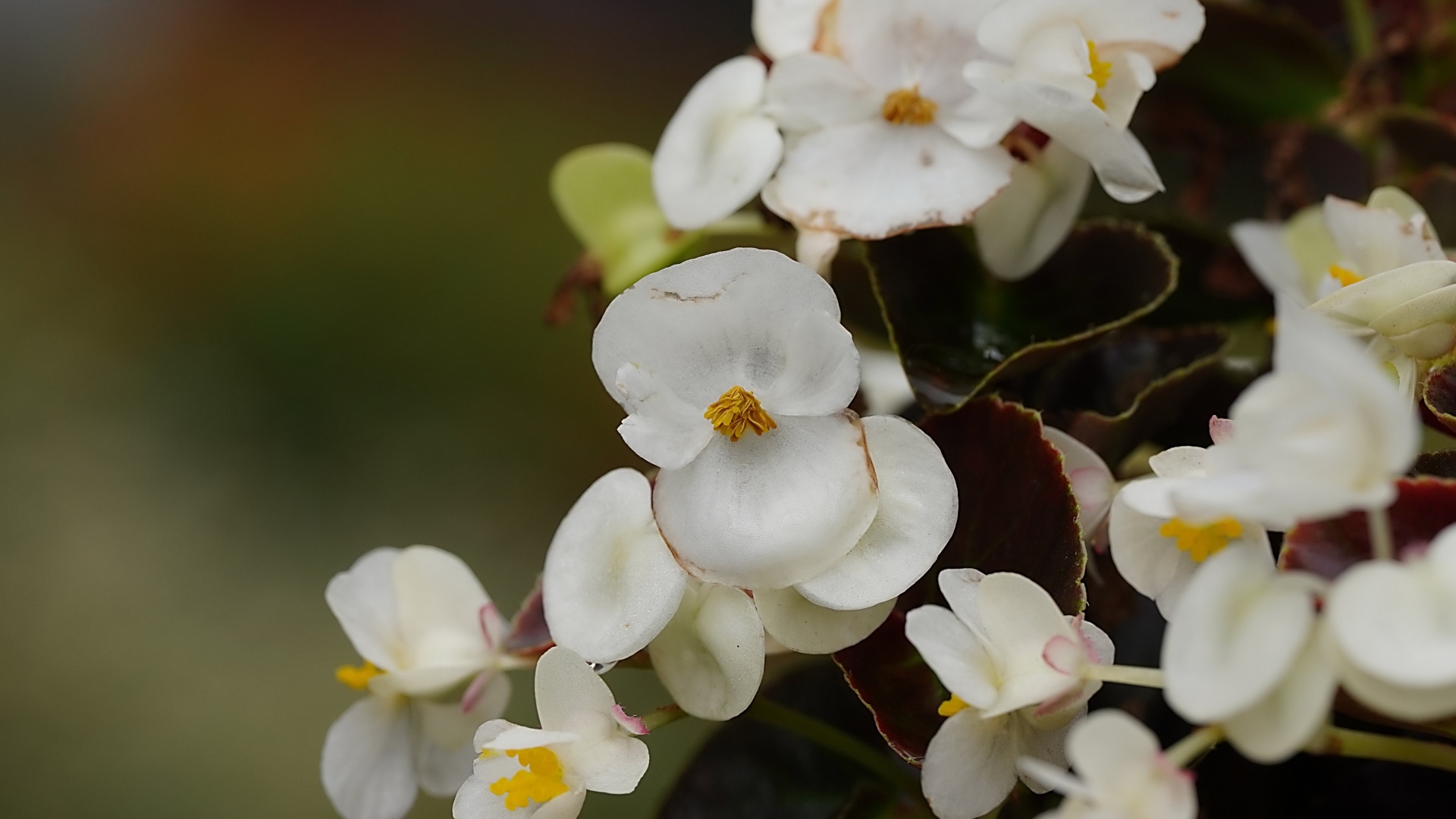 Белые цветы бегония крупным планом