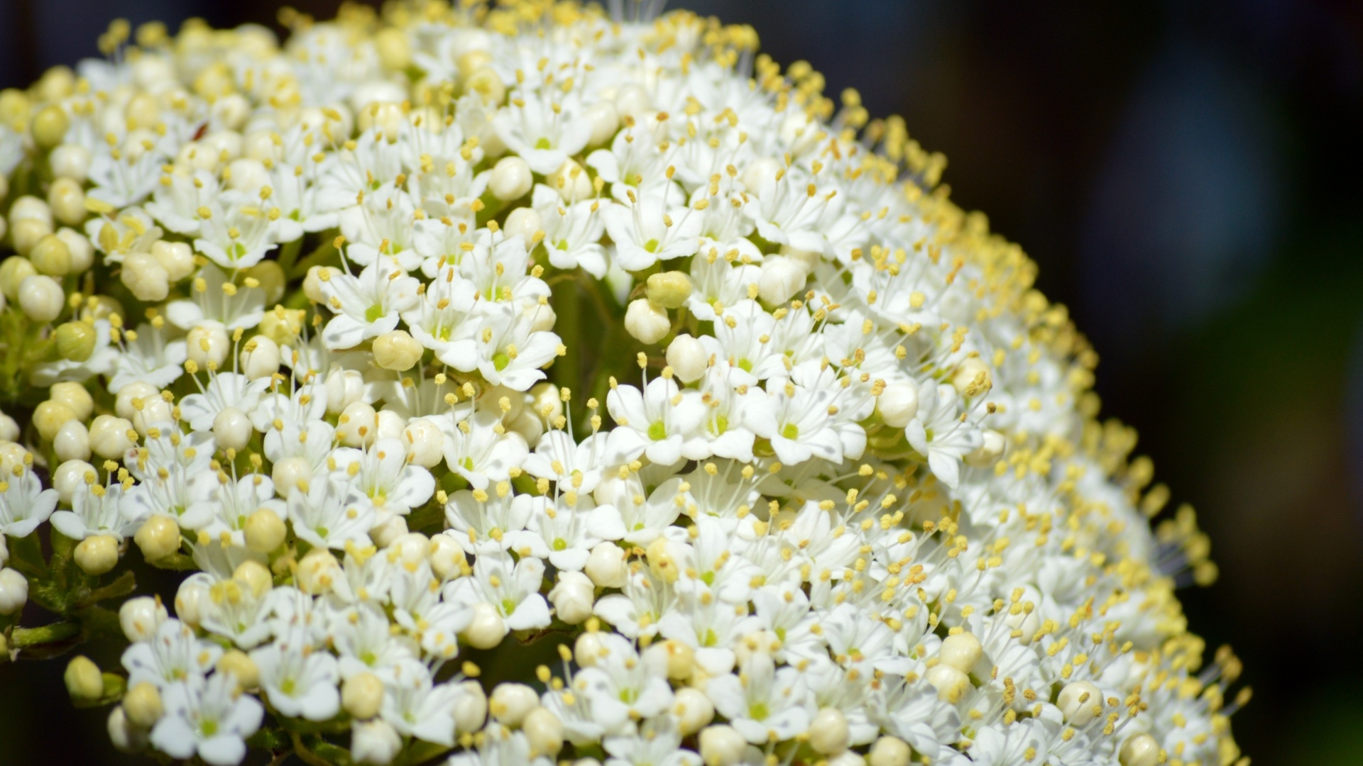 Белые распускающиеся цветы бузины