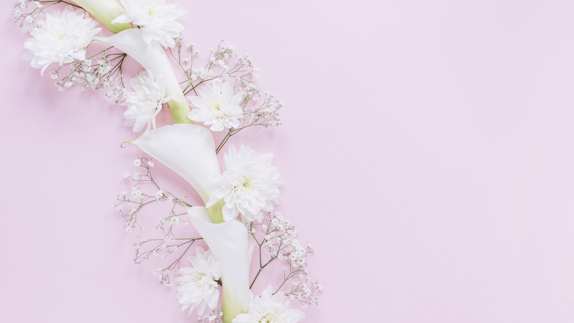 Белые цветы каллы и хризантемы на розовом фоне