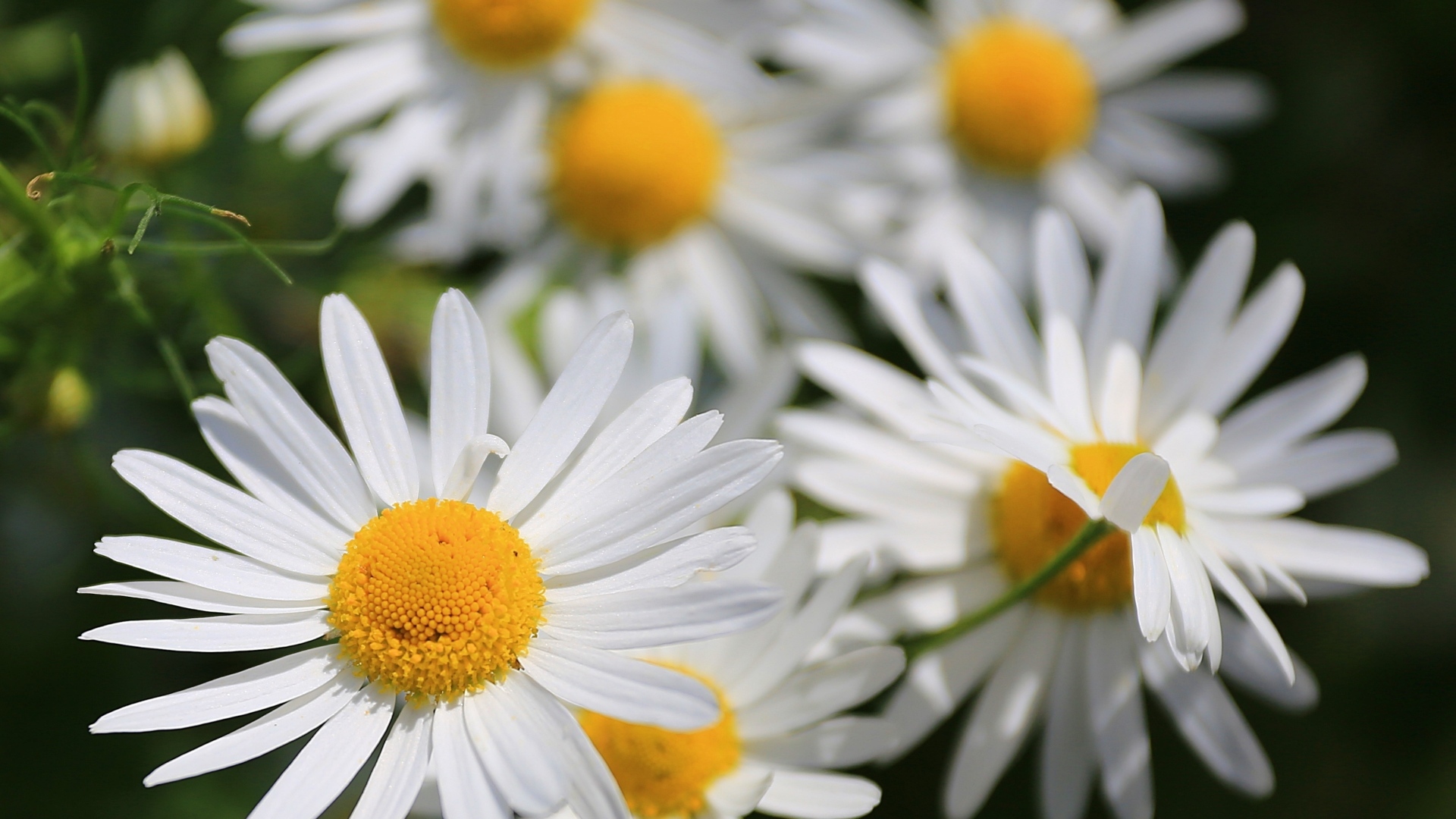 Белые цветы ромашки крупным планом