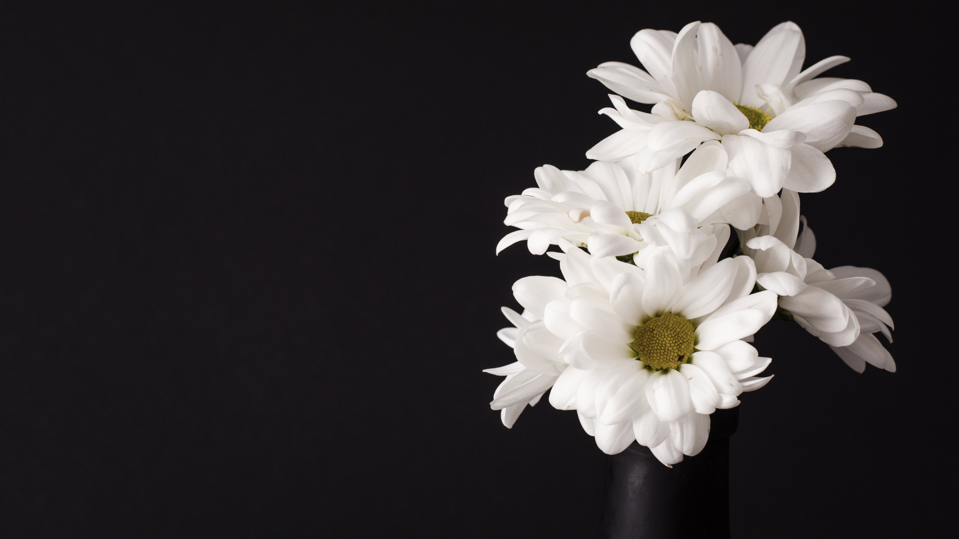Белые цветы хризантемы на черном фоне