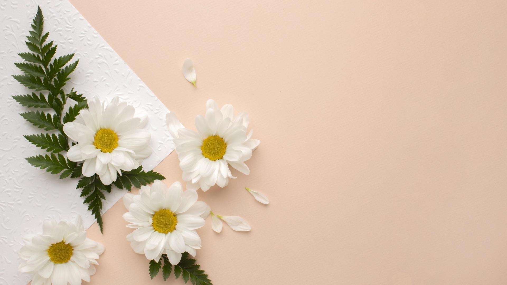 Белые хризантемы с зелеными листьями на розовом фоне