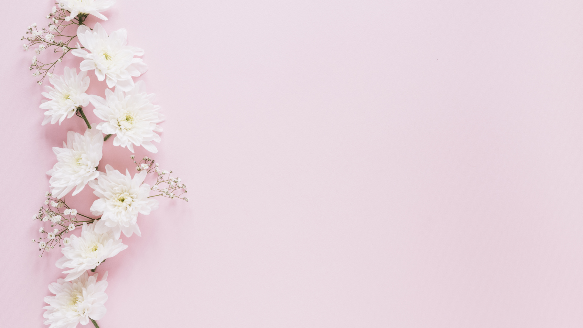 Белые хризантемы с гипсофилой на розовом фоне