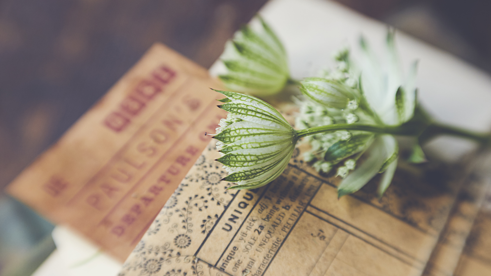 Белые цветы с бумагой на столе