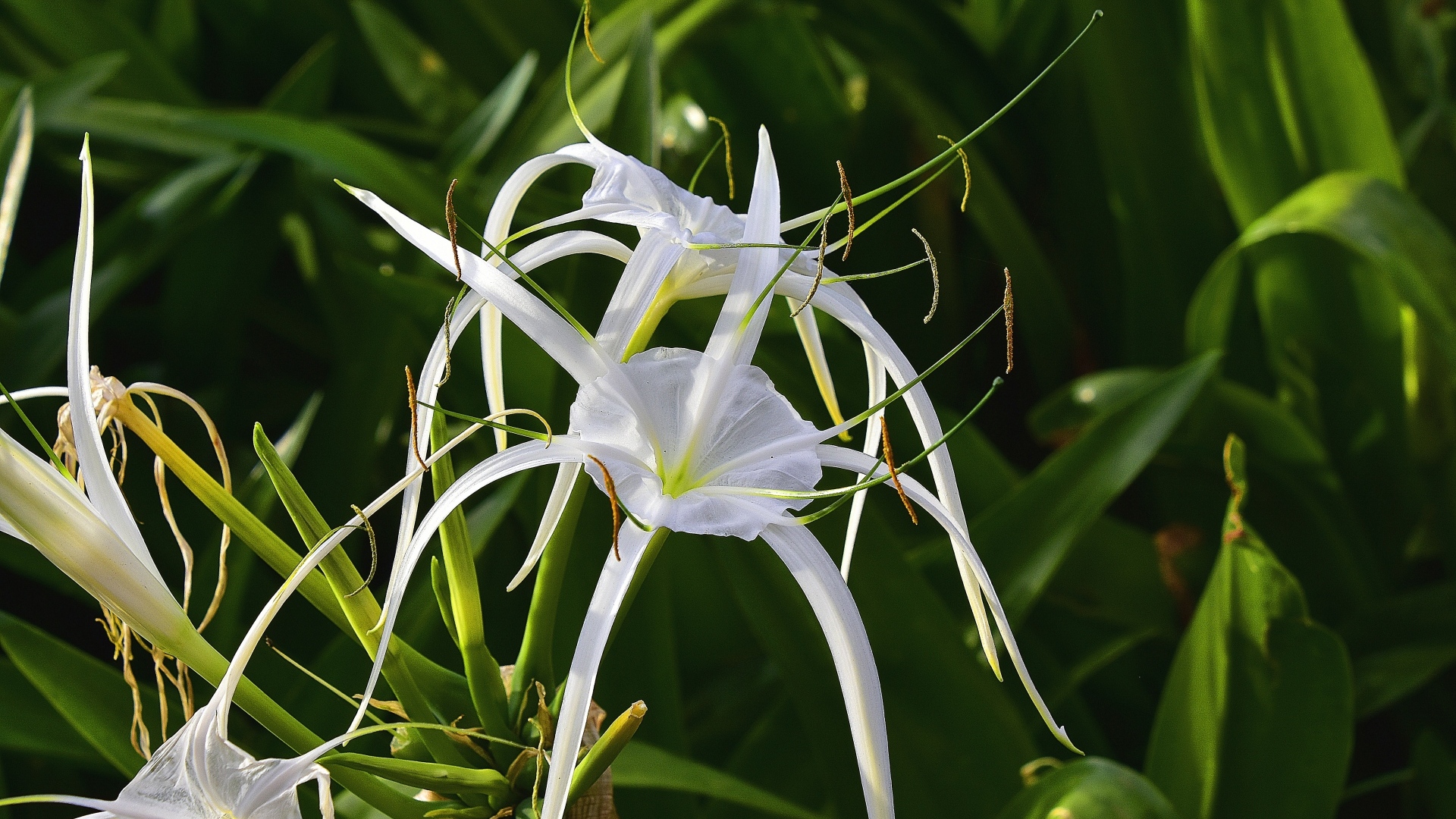 Белые комнатные лилии крупным планом