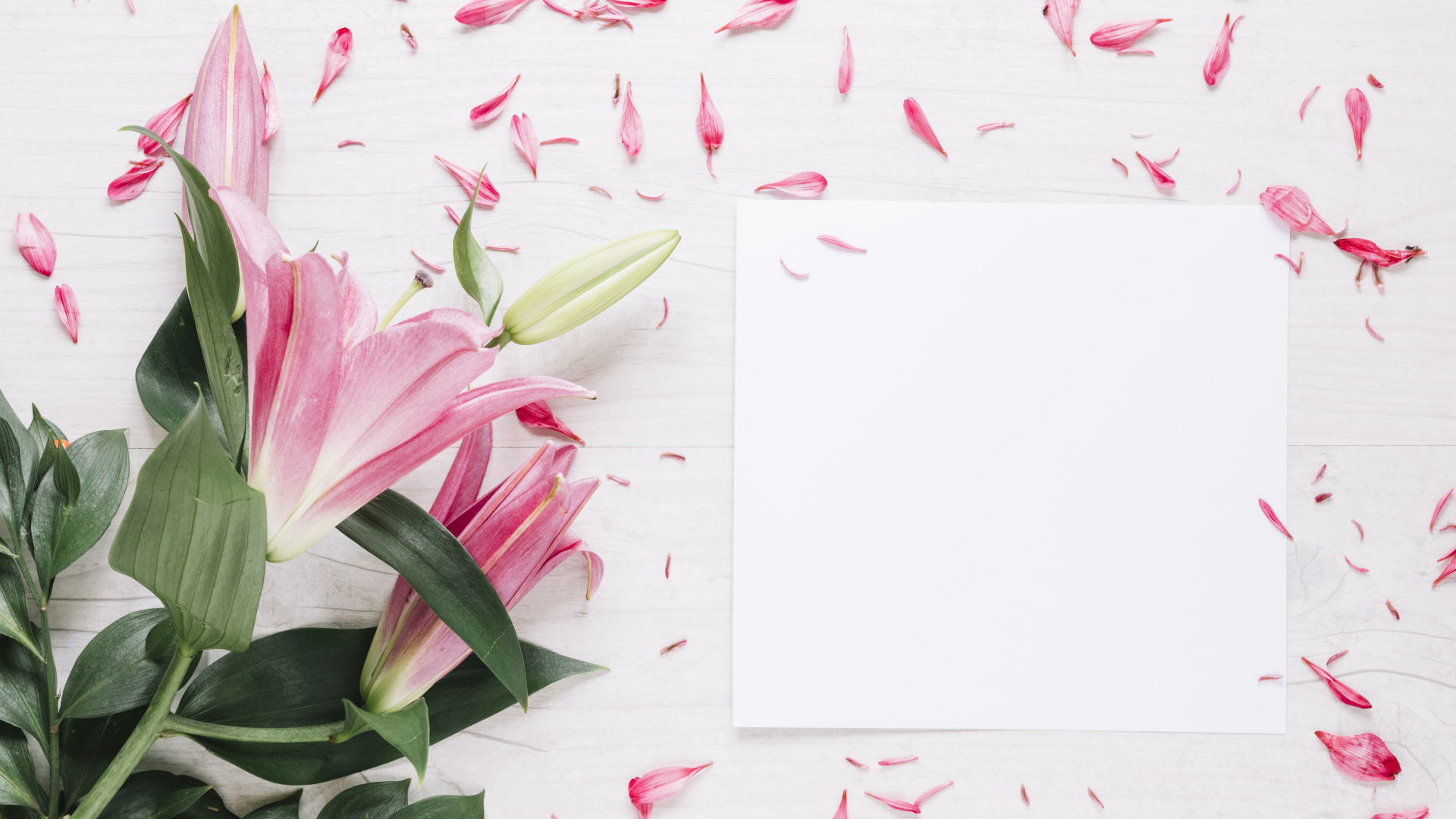 Белый лист с розовыми цветами лилии