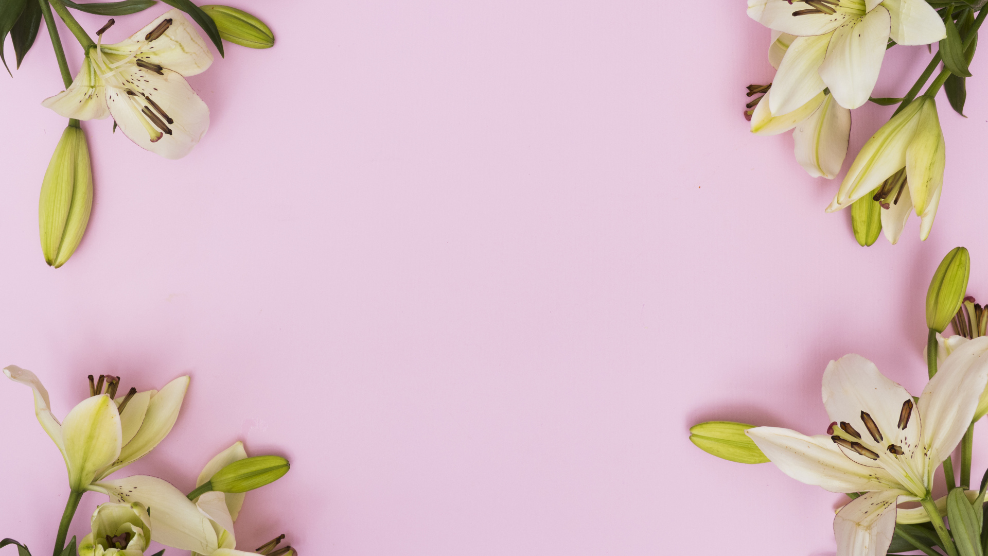 Белые лилии на розовом фоне, фон для открытки