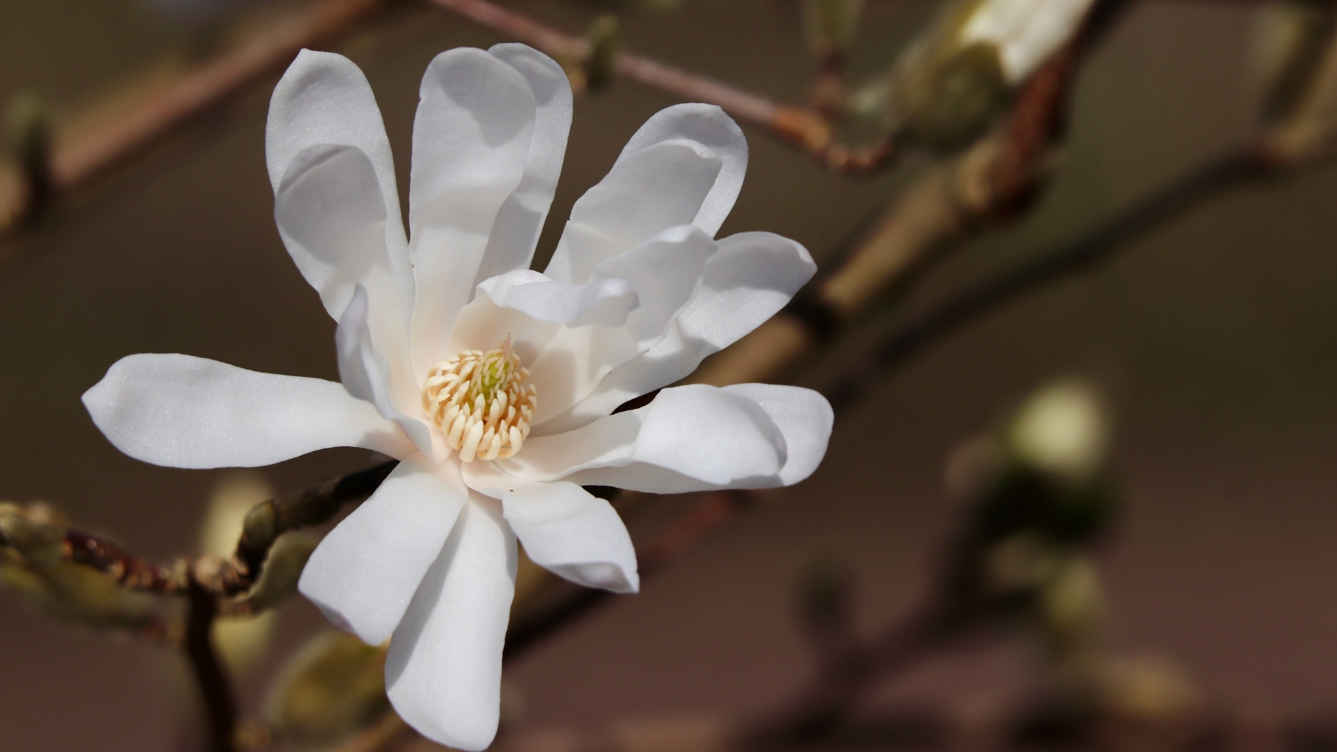Белый цветок магнолии на ветке крупным планом