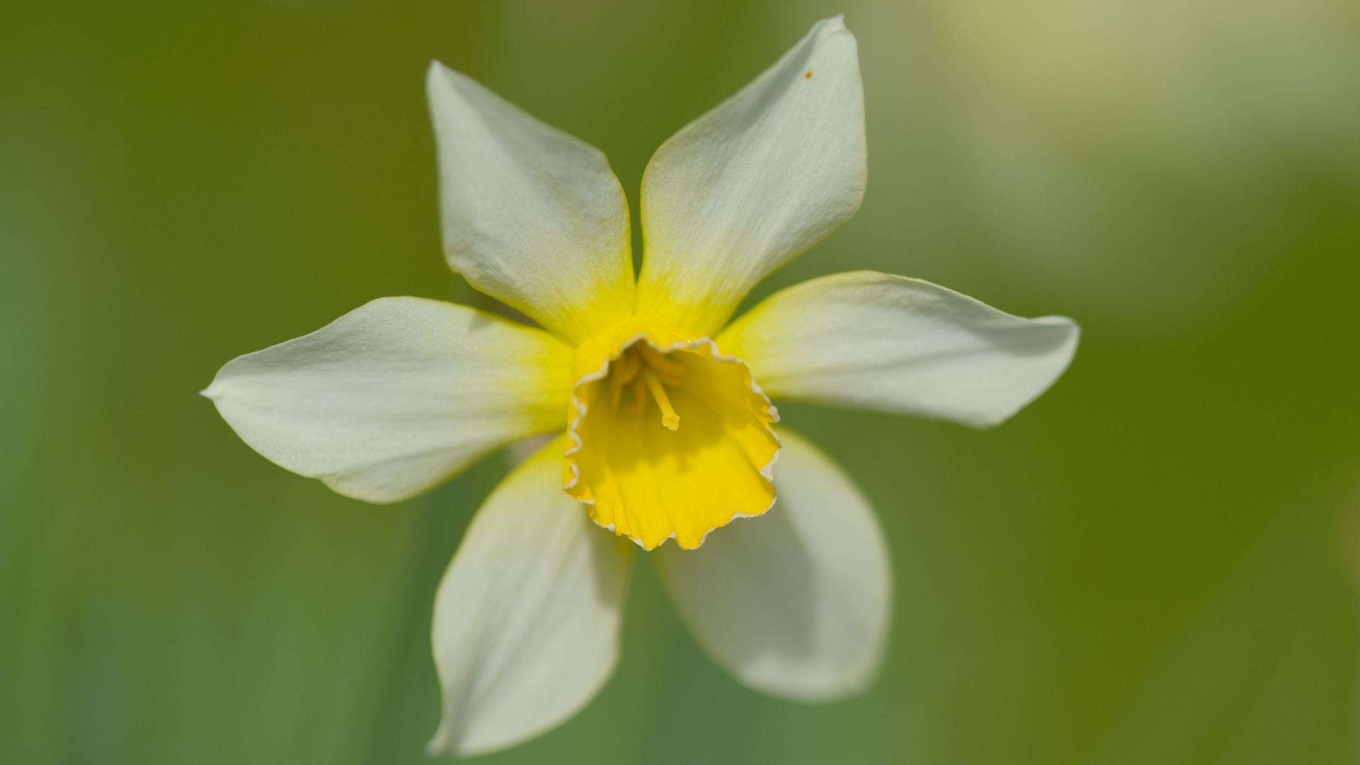 Белый цветок нарцисса с желтой серединкой крупным планом