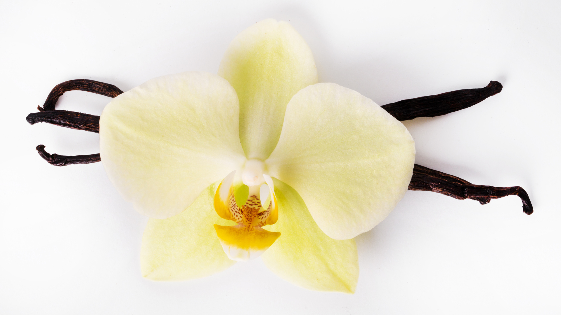 Белый цветок орхидеи с ванилью на белом фоне