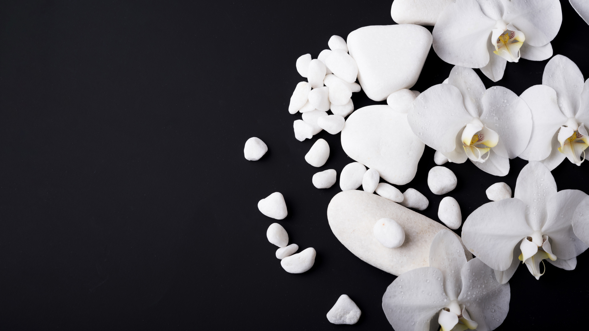 Белые орхидеи с камнями на черном фоне