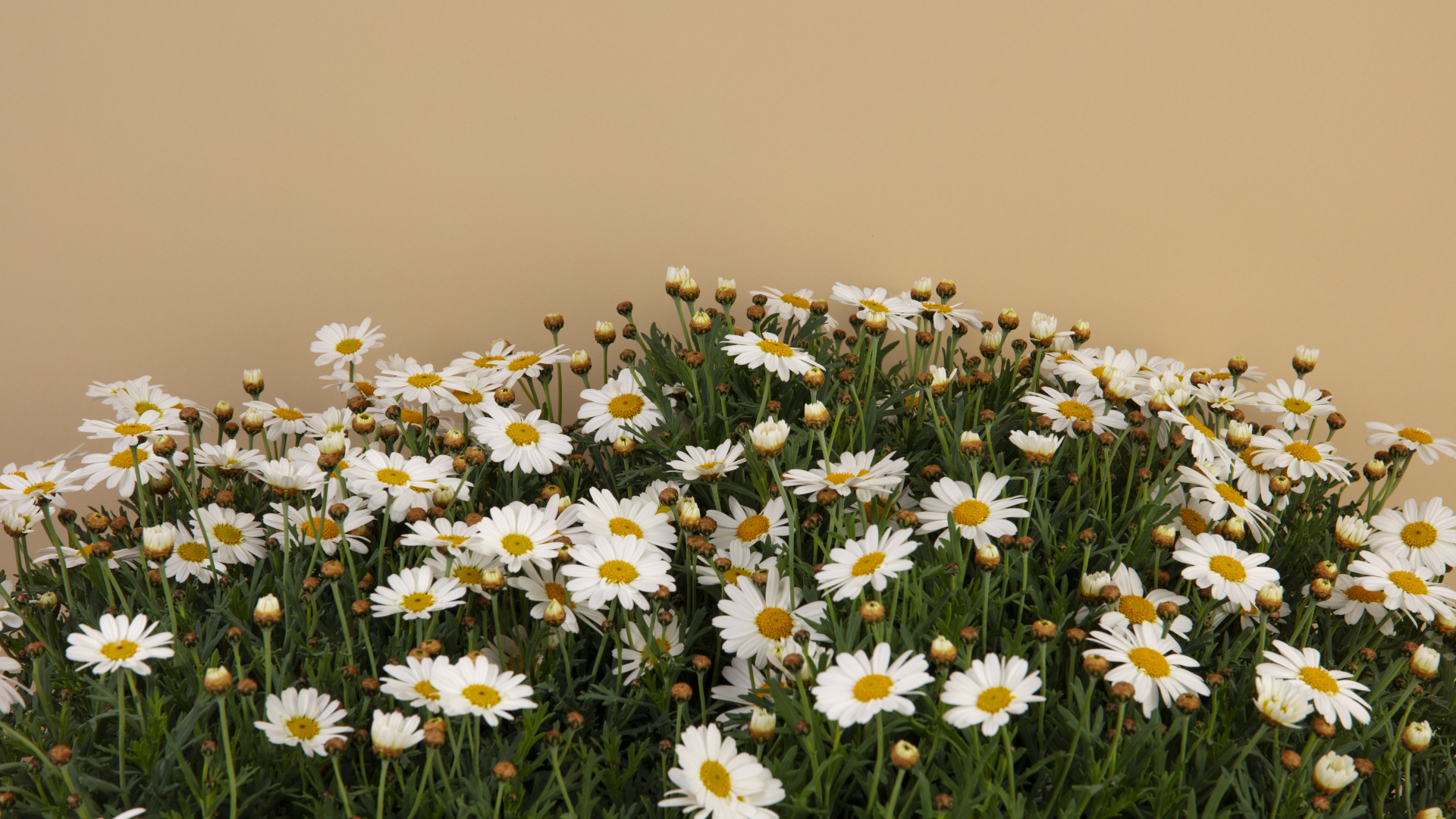 Белые маленькие ромашки на коричневом фоне