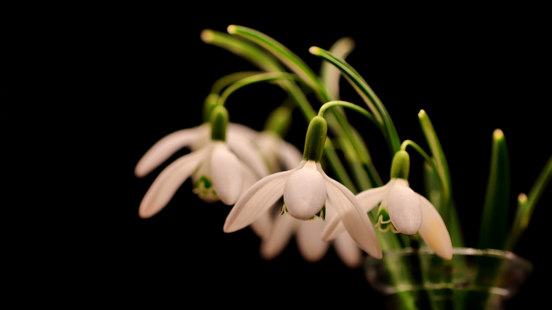 Белые маленькие подснежники в вазе на черном фоне