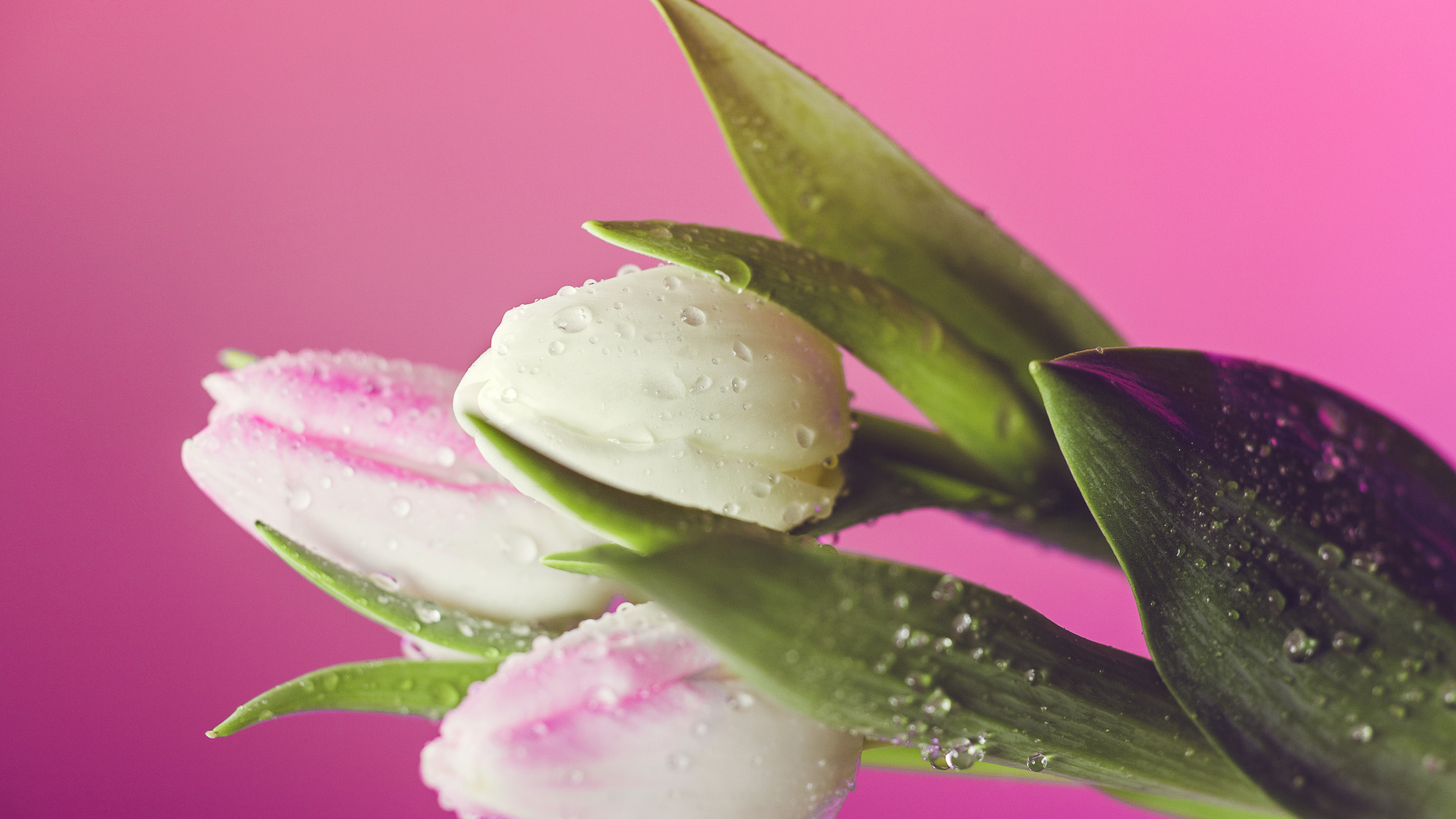 Белые тюльпаны в каплях воды на розовом фоне