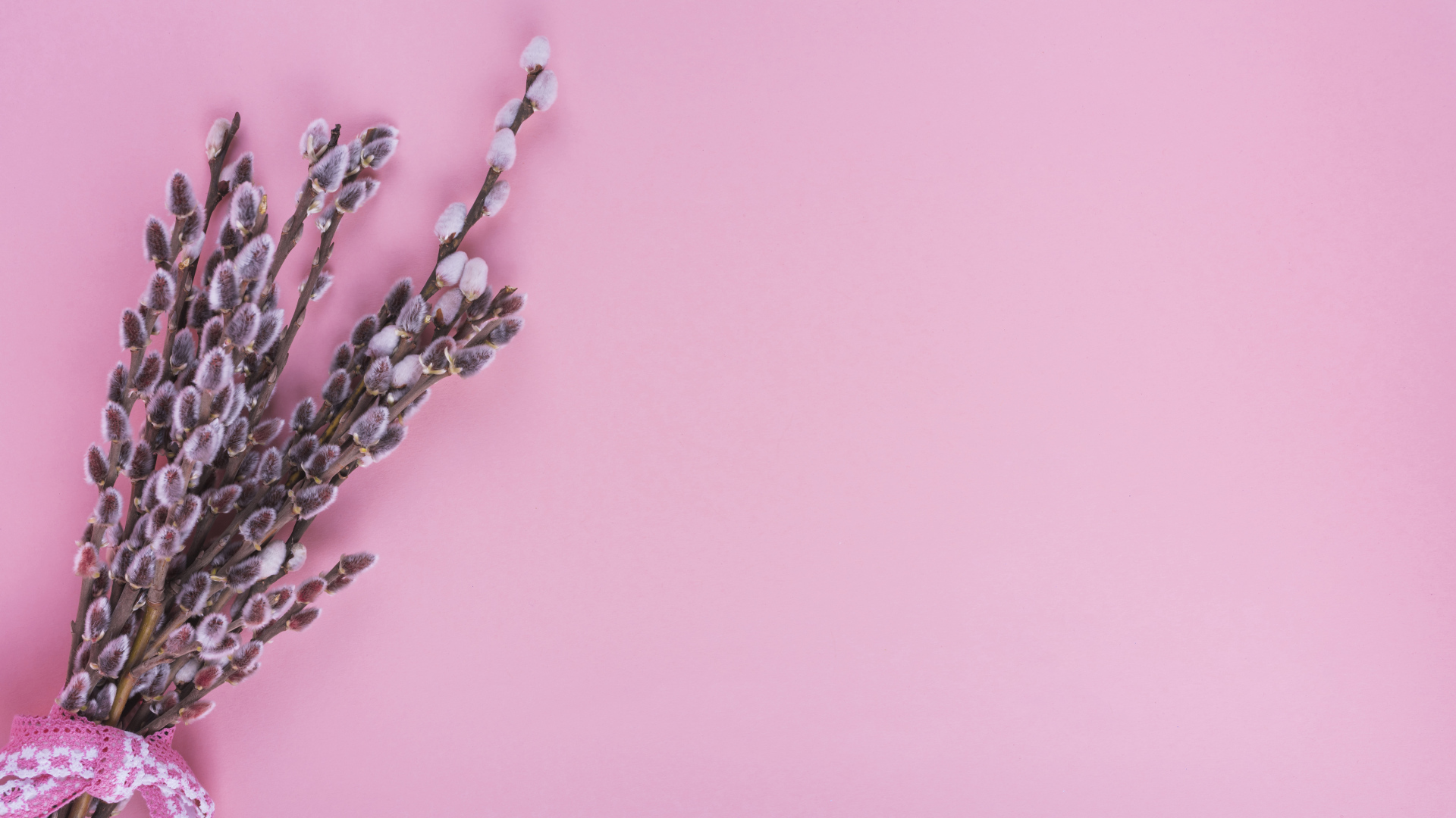 Ветки вербы на розовом фоне, шаблон для открытки