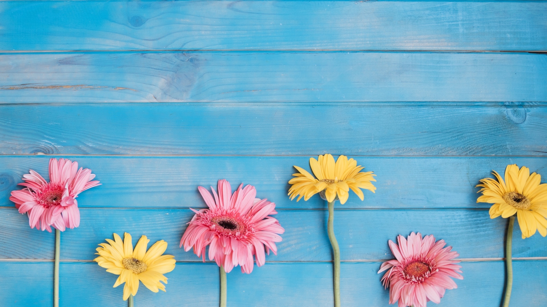 Желтые и розовые цветы герберы на голубом фоне