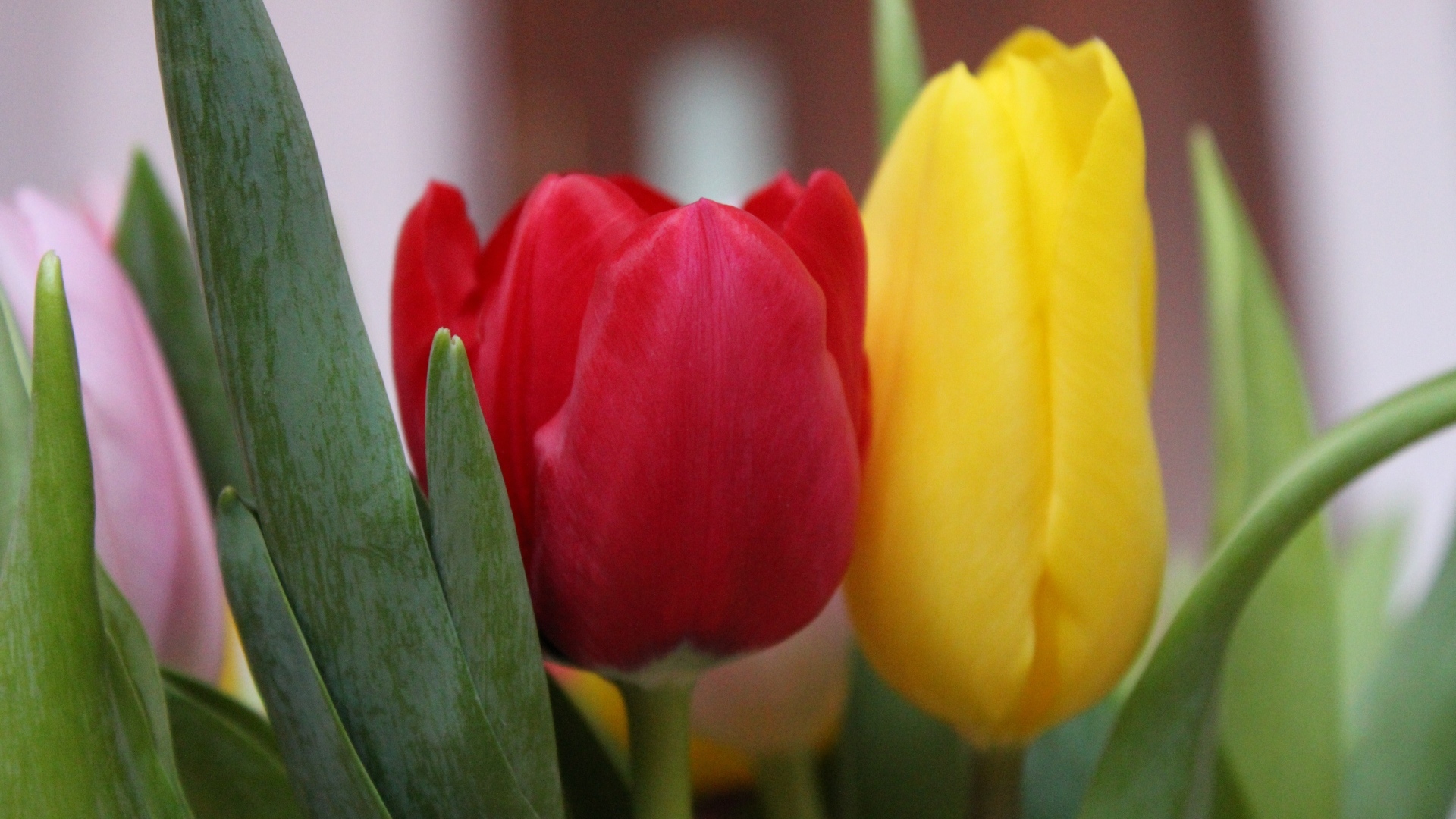 Желтый и красный тюльпан крупным планом