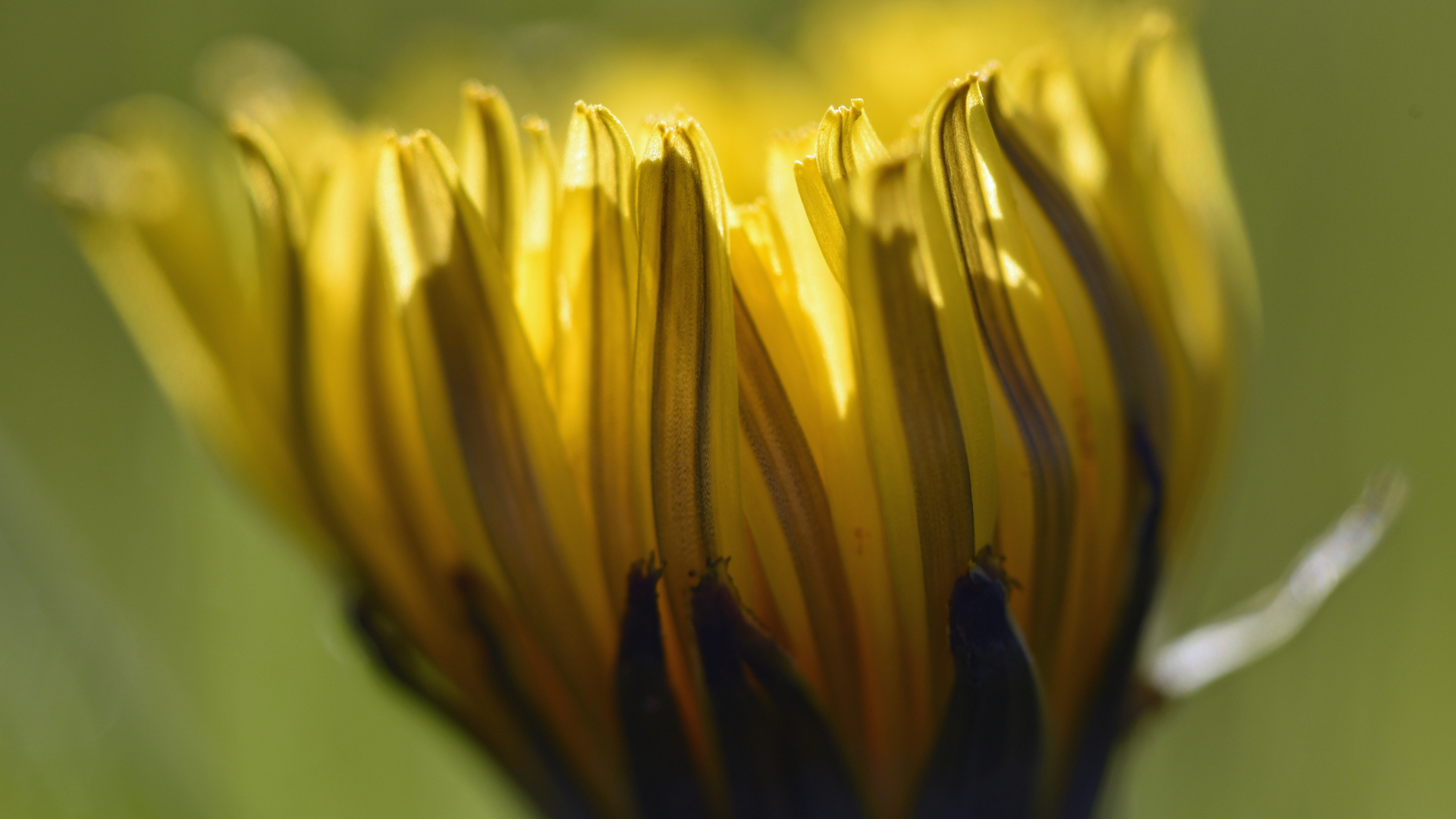 Желтый распускающийся цветок хризантемы крупным планом