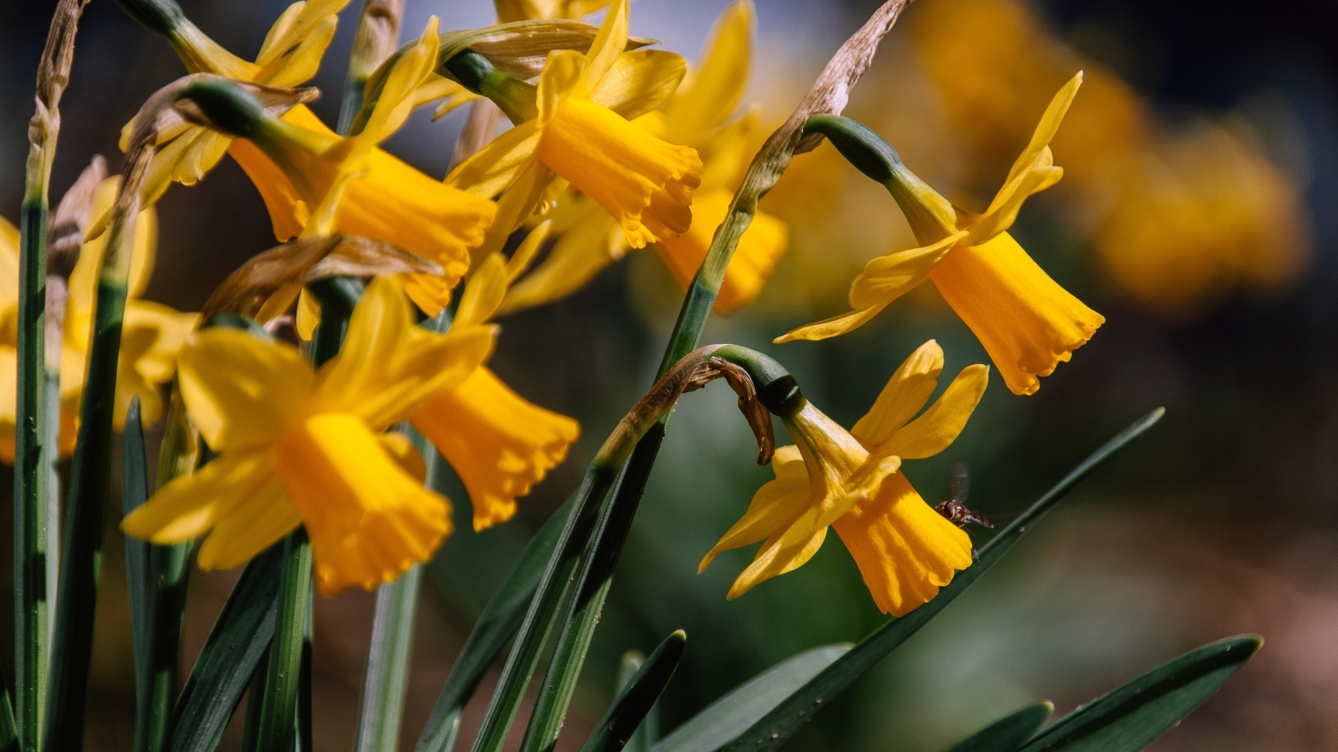 Желтые нарциссы в лучах солнца на клумбе