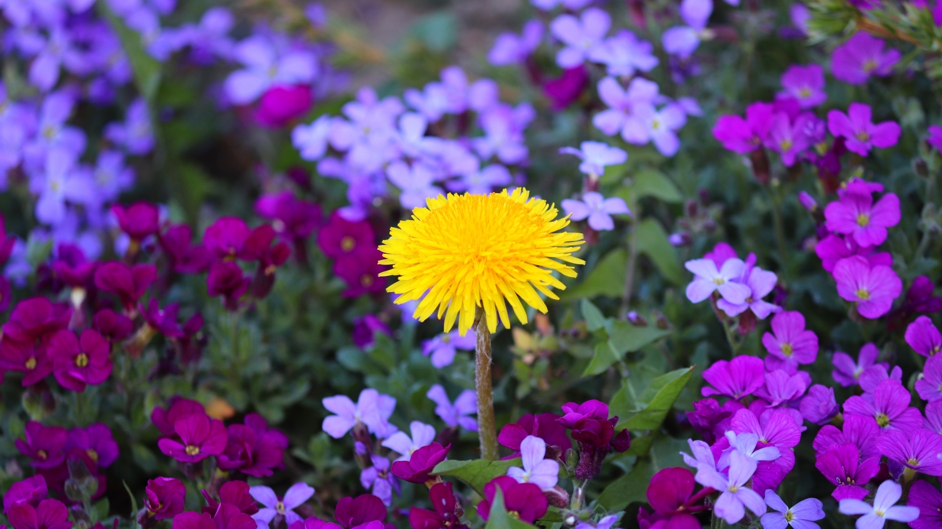 Желтый одуванчик в розовых цветах фиалки