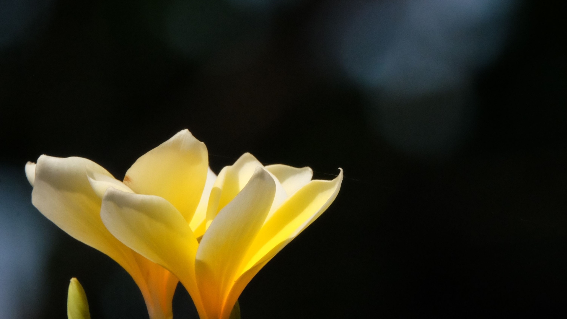 Желтые нежные цветы плюмерия крупным планом