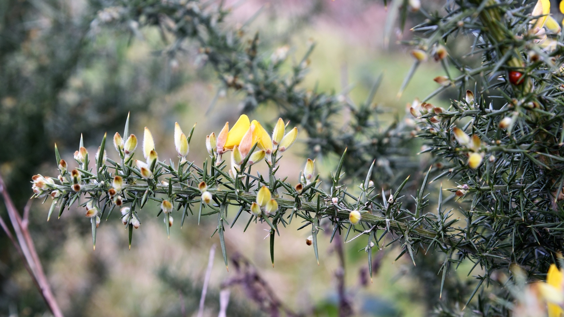 Желтые цветы на ветке хвойного дерева 