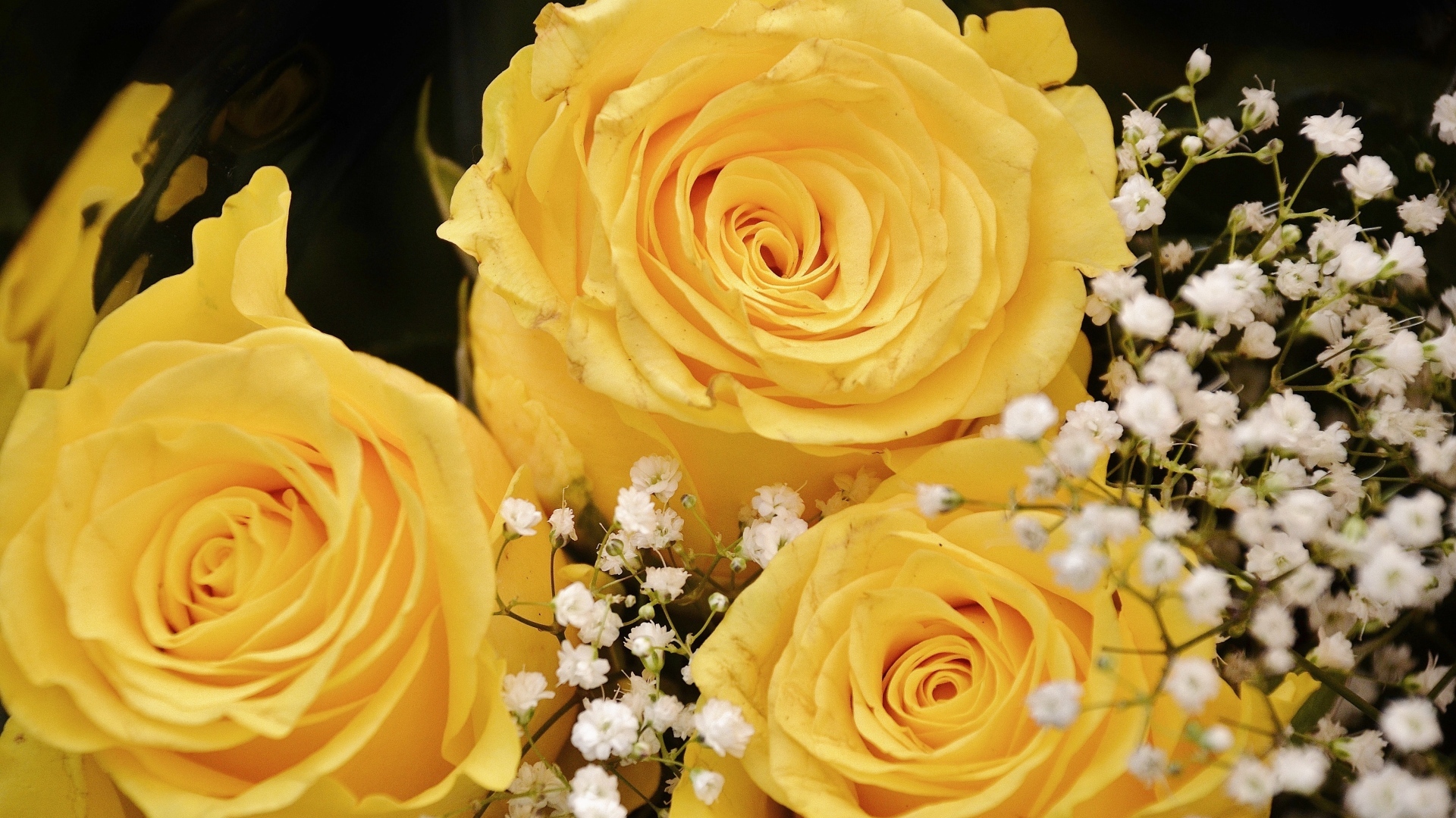 Желтые розы с белыми цветами гипсофилы