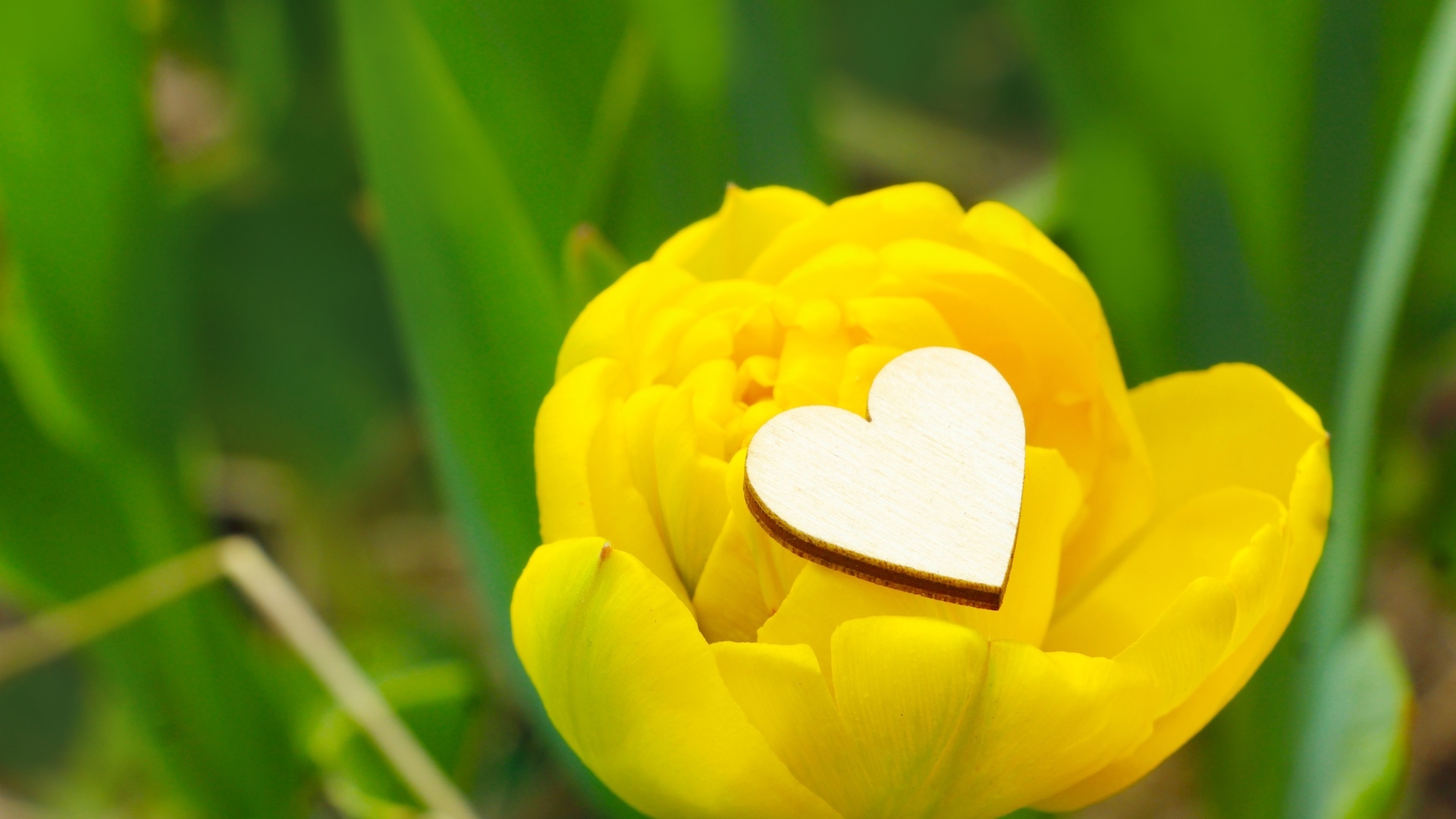 Желтый тюльпан с маленьким белым сердцем