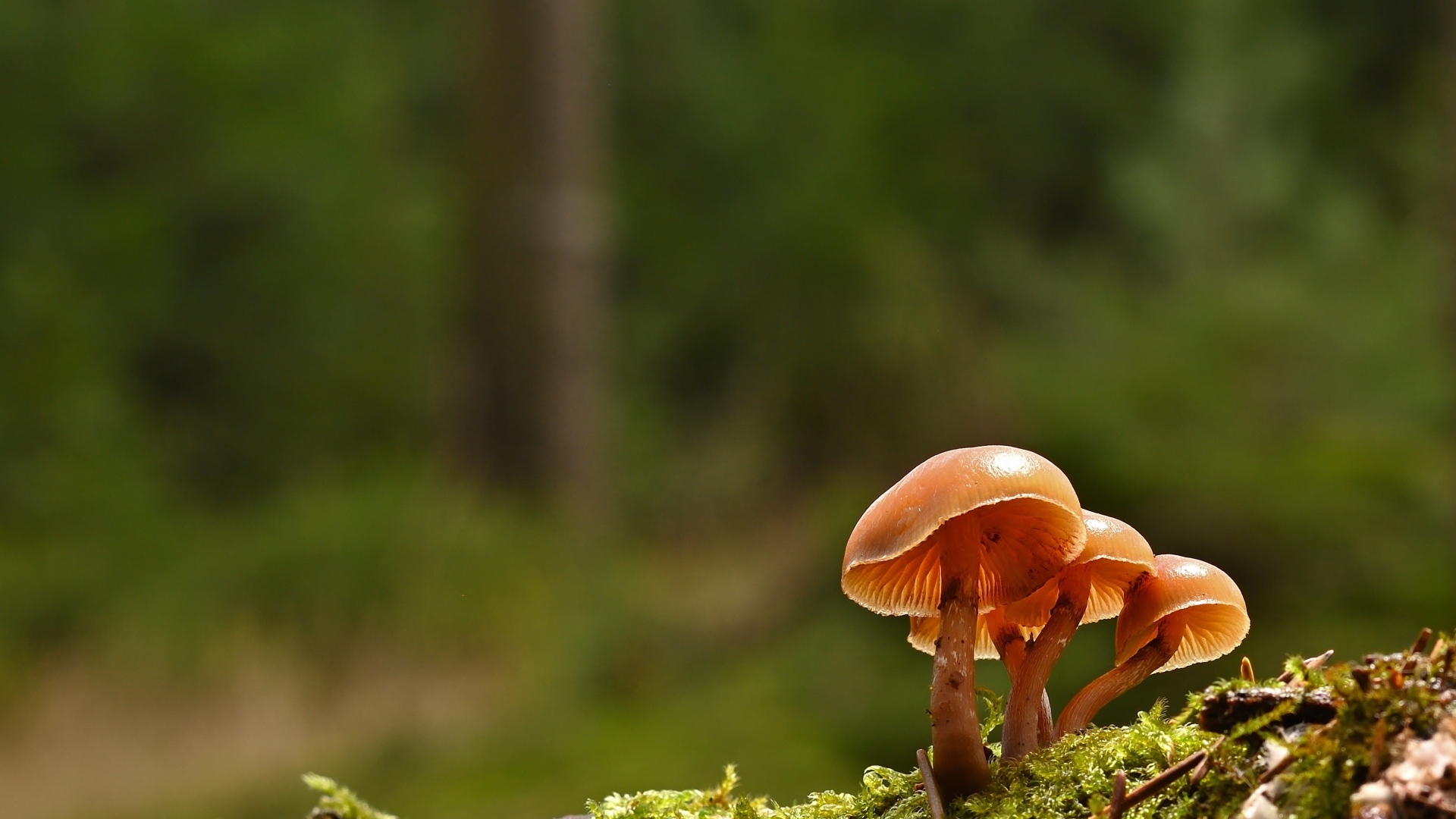 Пластинчатые грибы на покрытой мхом земле