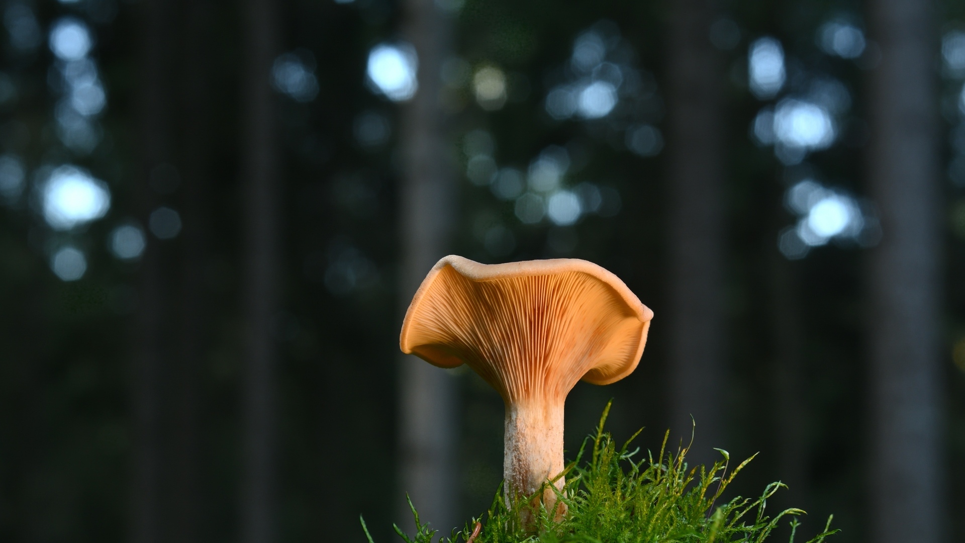 Гриб с зеленым мхом крупным планом