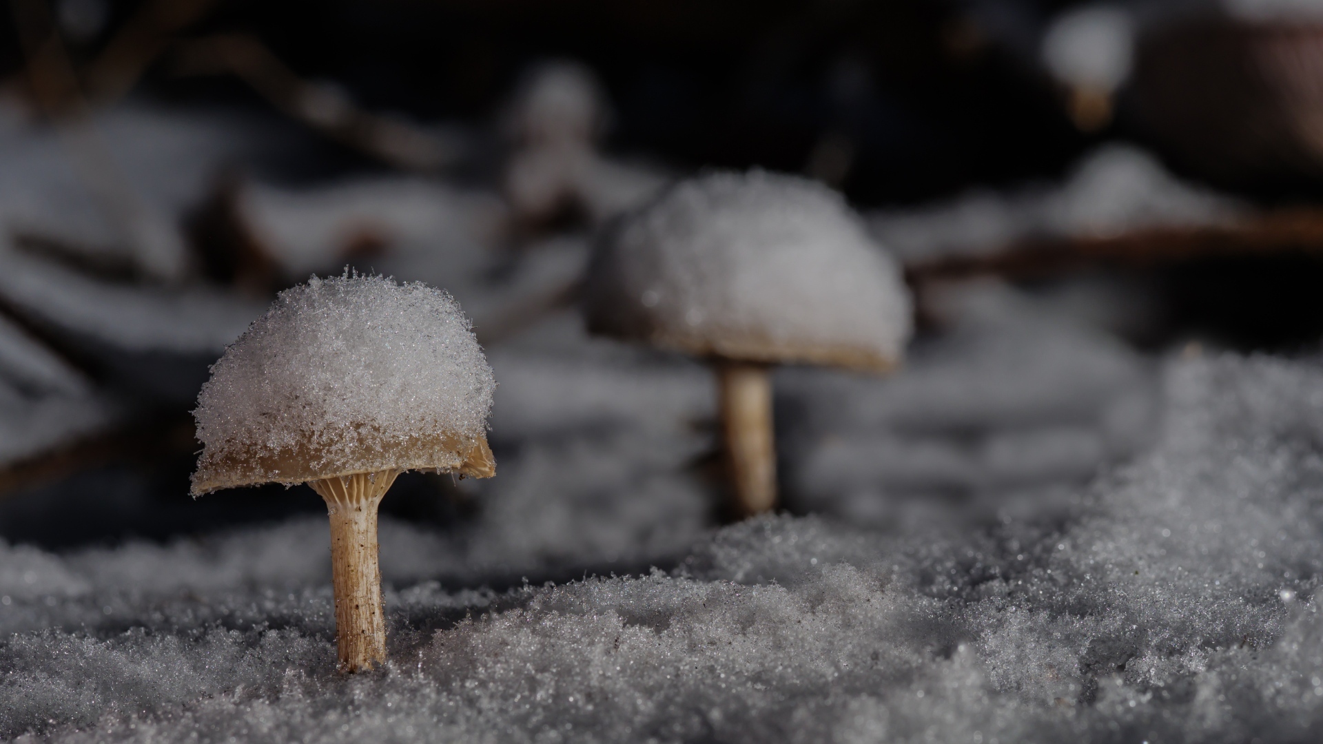 Грибы в снегу в лесу зимой