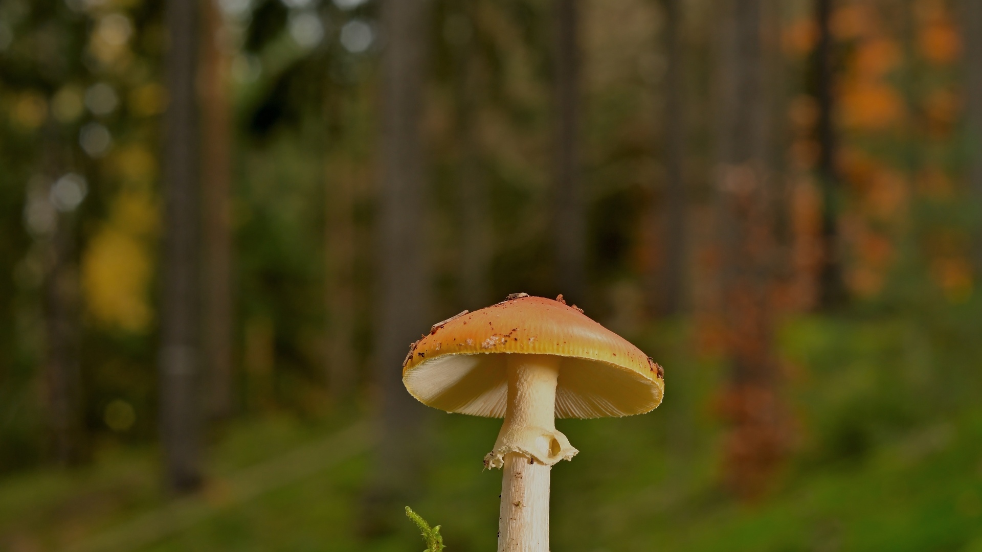 Оранжевый гриб растет в лесу