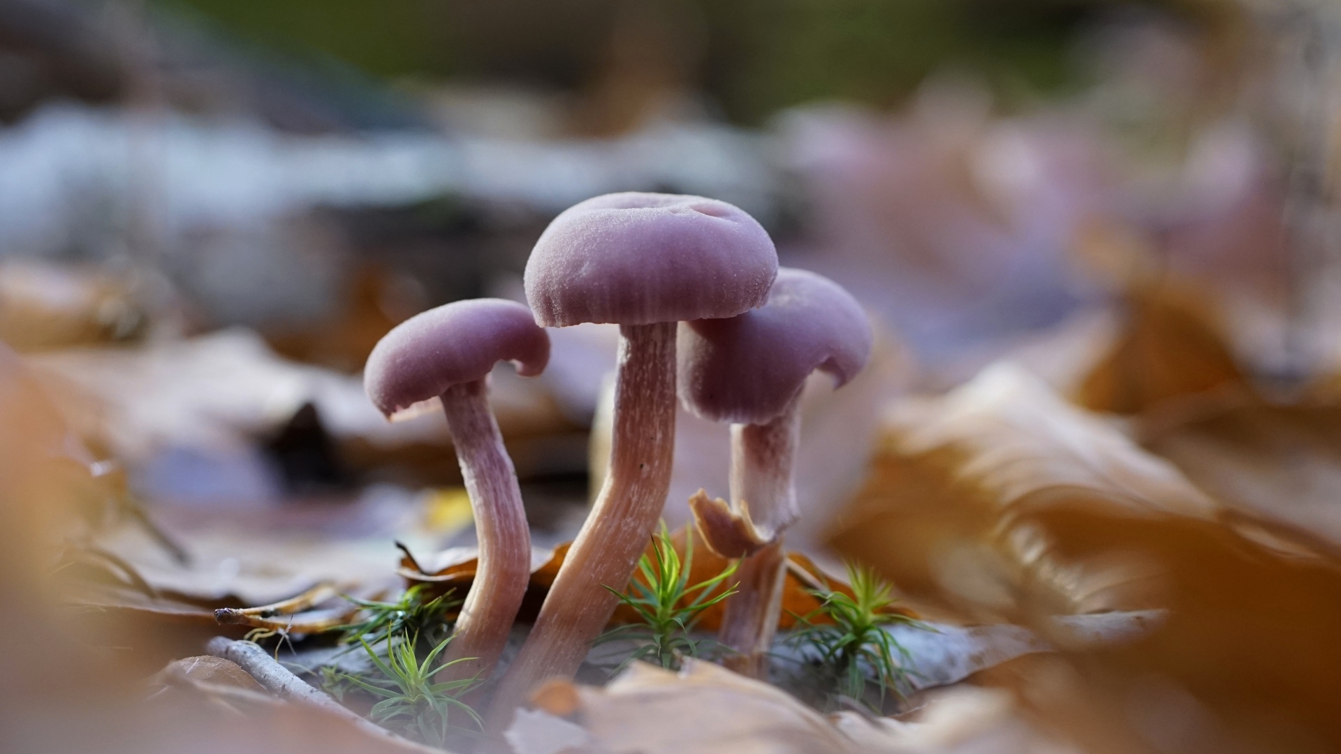 Маленькие грибы Лаковица аметистовая в листьях