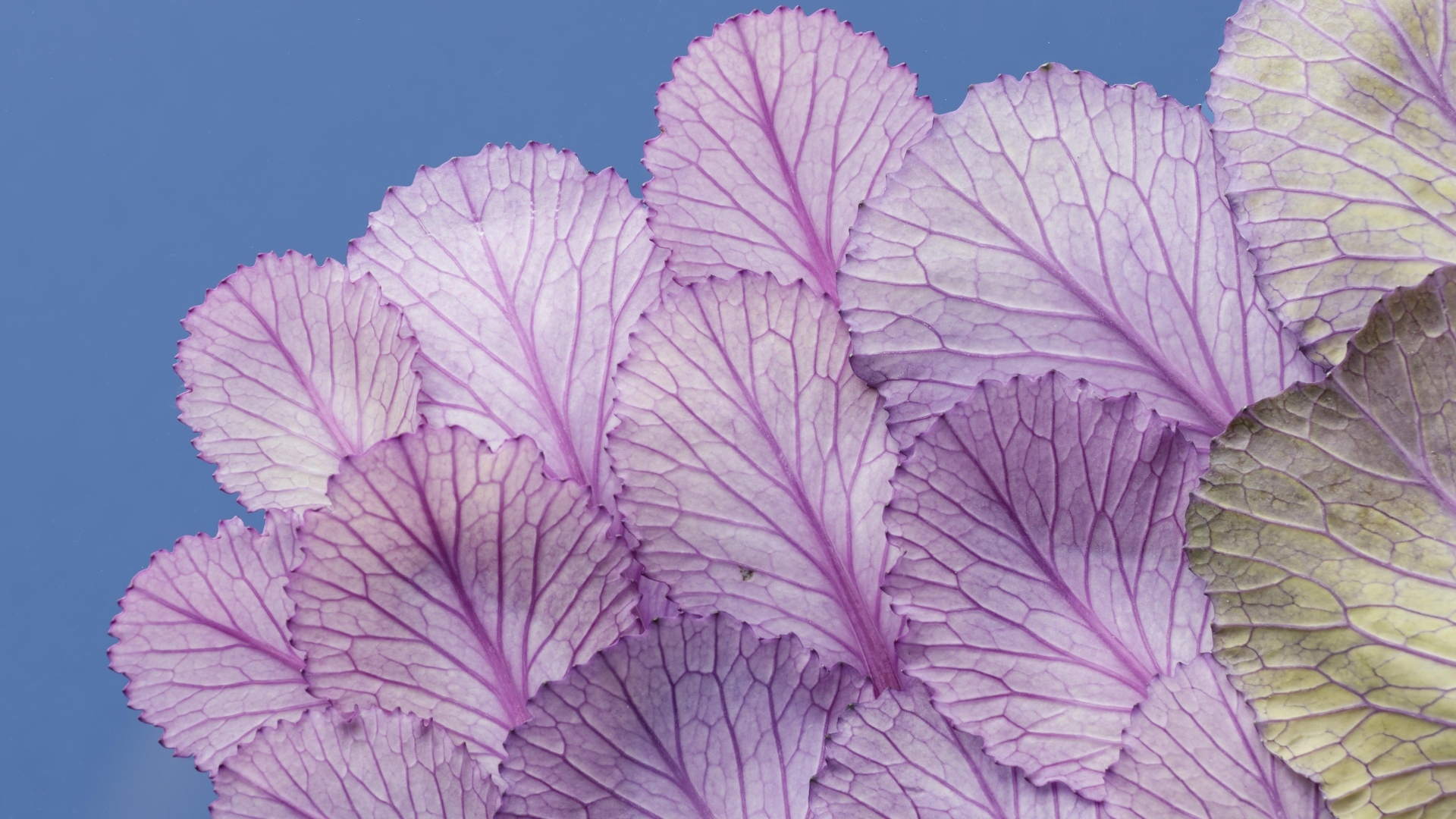 Листья капусты на синем фоне
