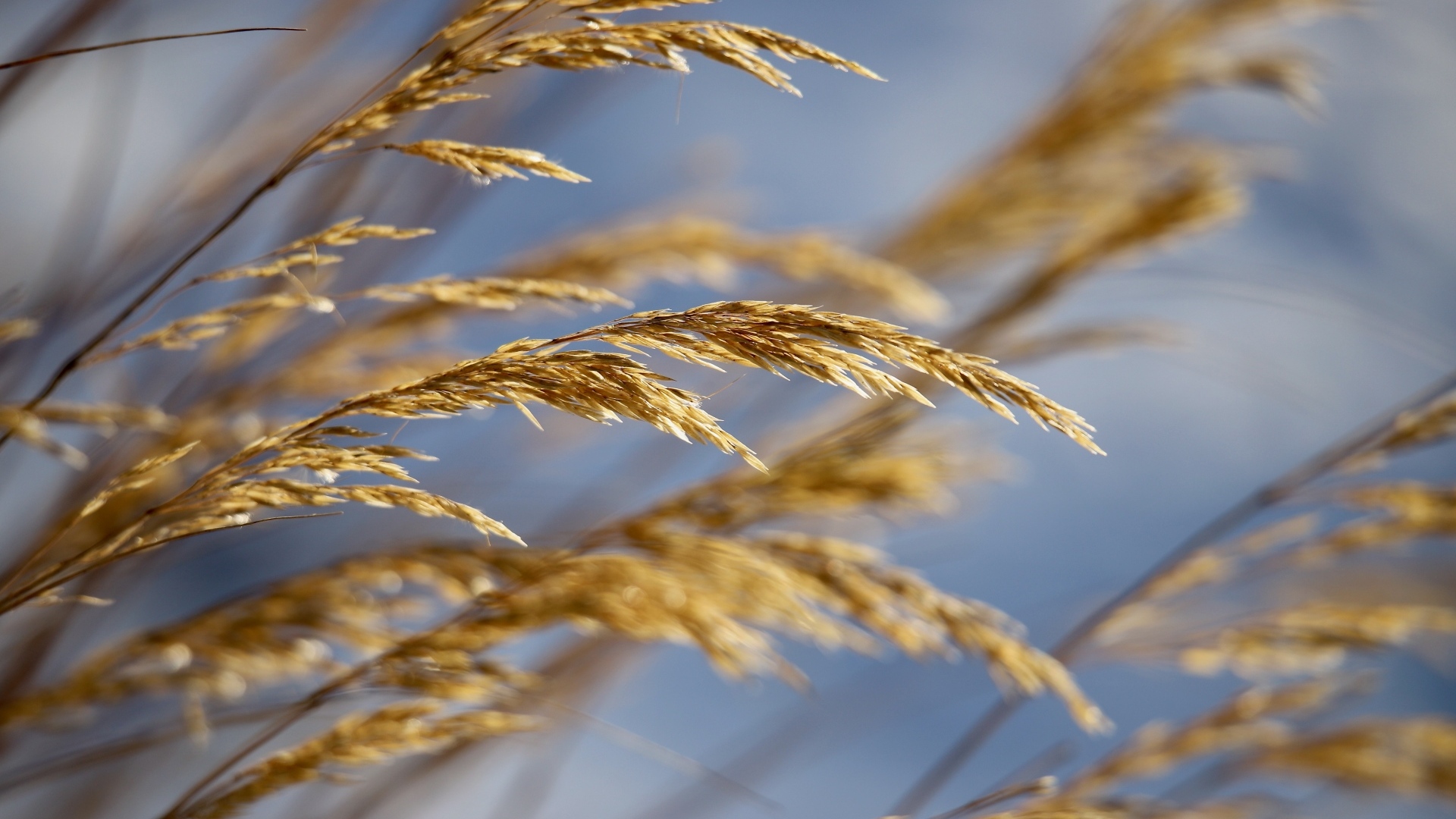 Колосья полевой травы крупным планом