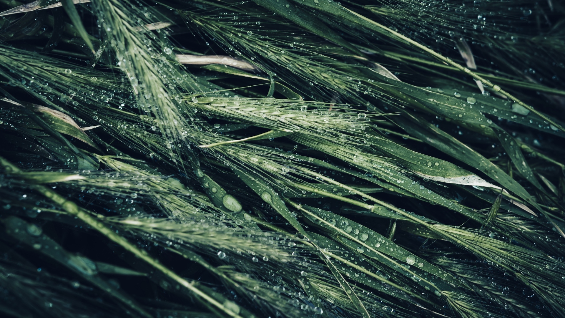 Зеленые колосья травы в каплях дождя