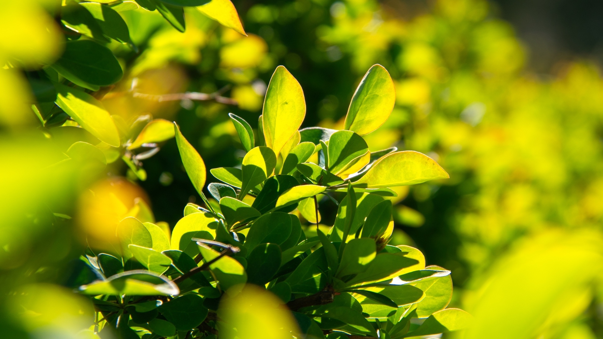 Зеленые листья барбариса на кусте