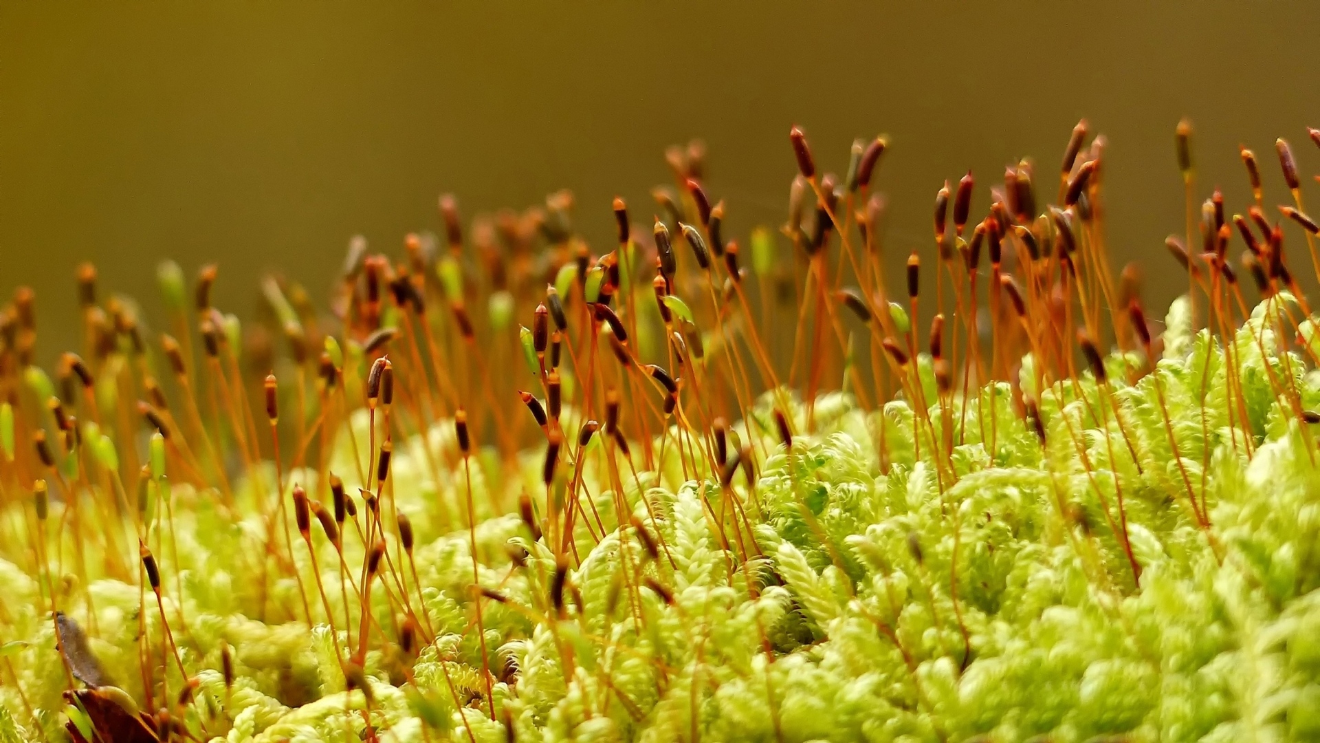 Зеленый мох на земле крупным планом