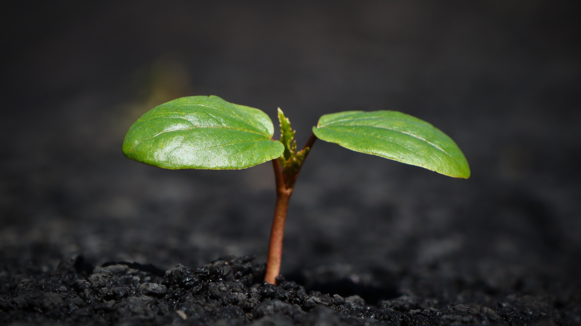 Зеленое маленькое растение на земле