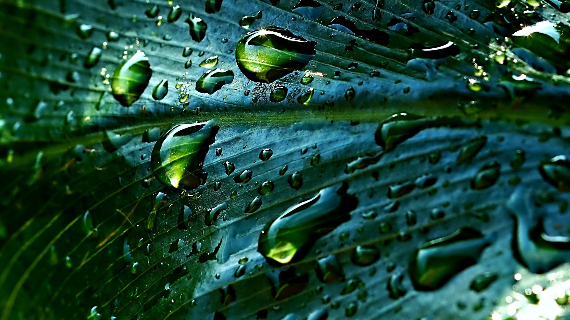 Дождевые капли на зеленом листке