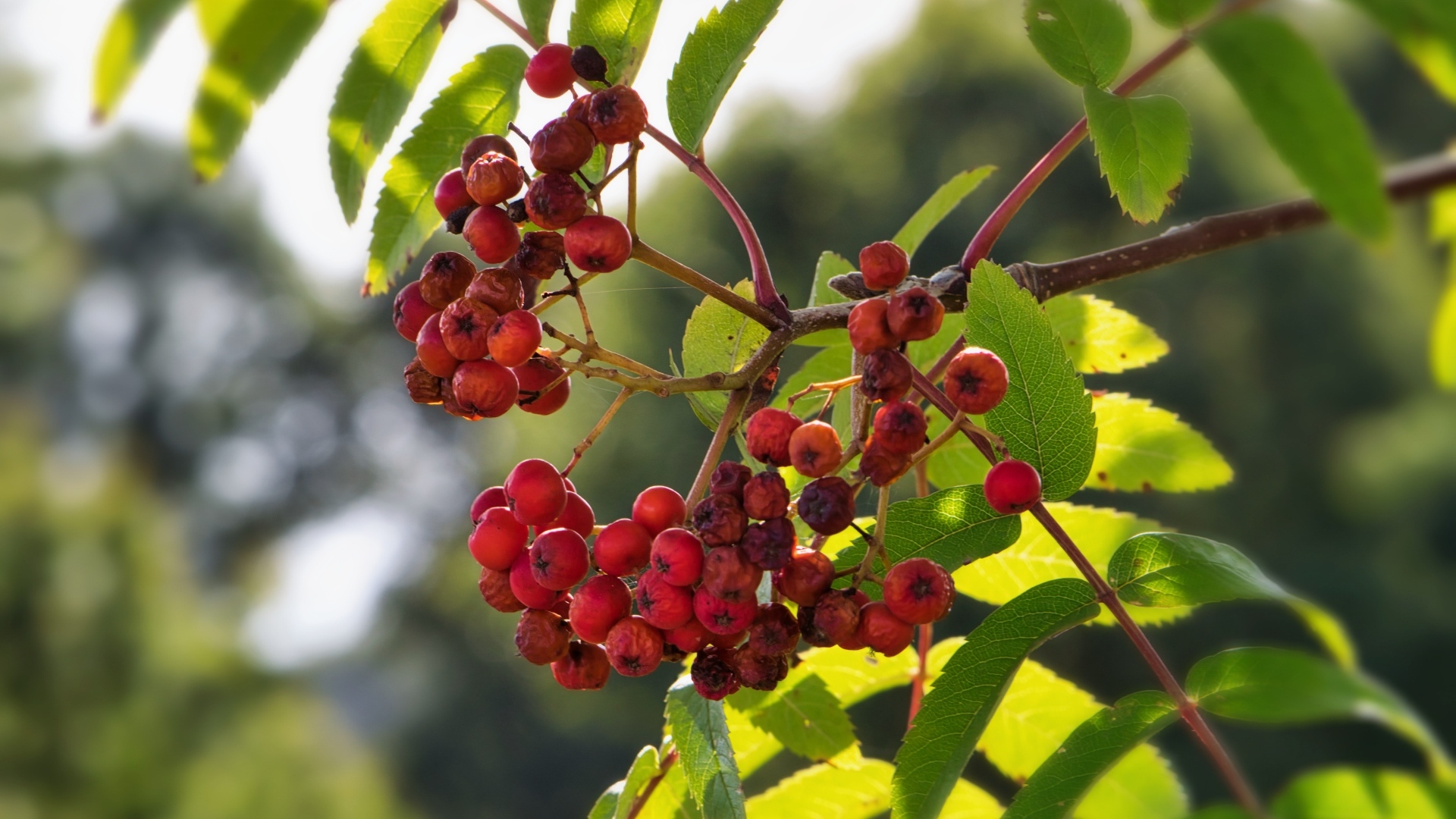Красные ягоды рябины на ветке крупным планом