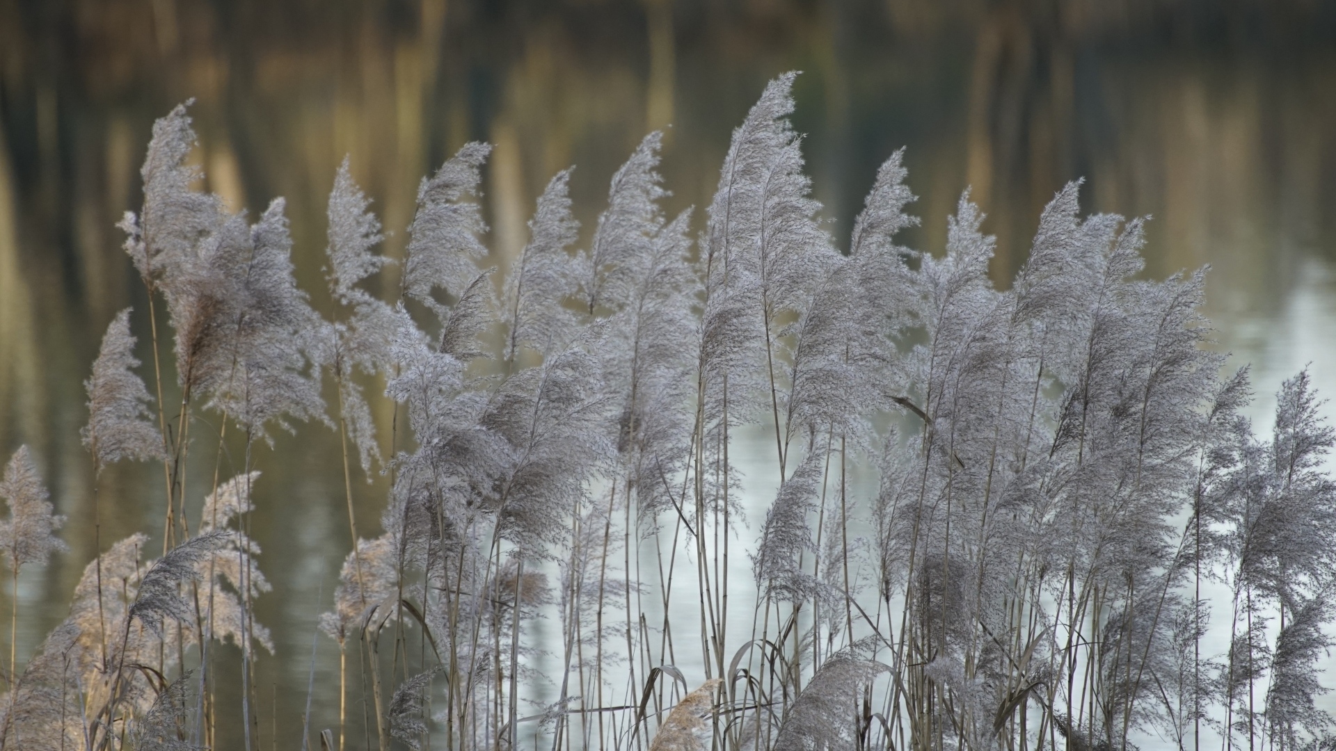 Колосья тростника у воды