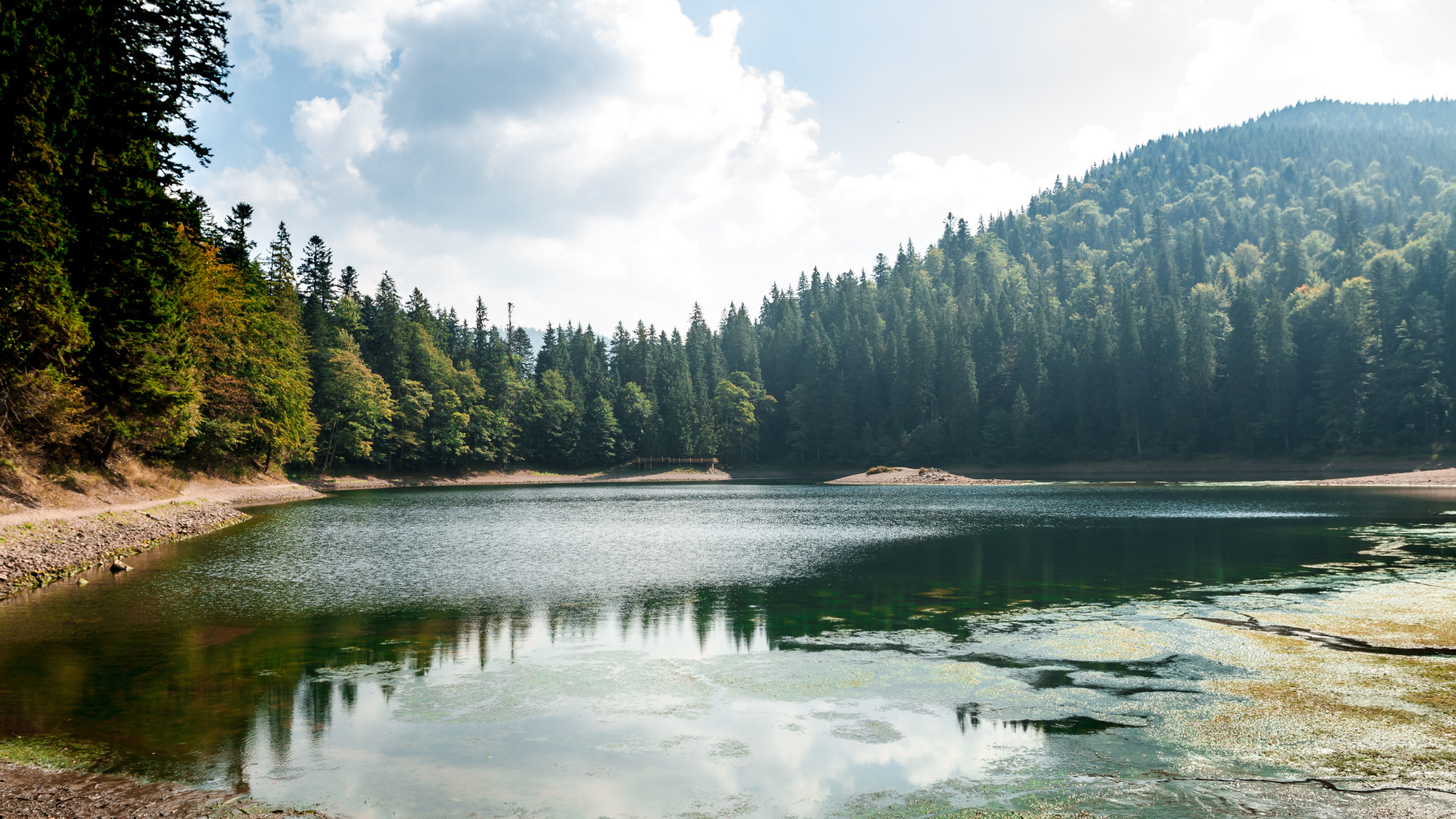 Лесное озеро покрывается тиной на берегу