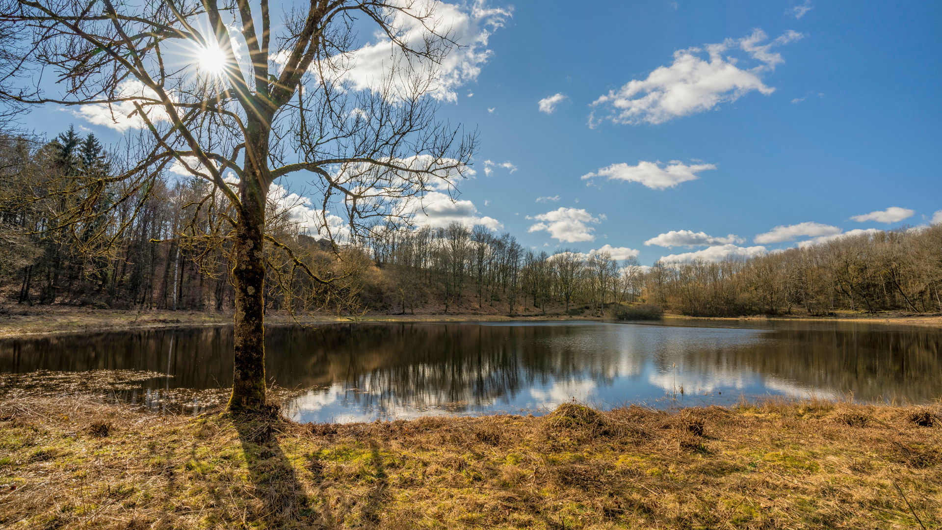 Озеро и деревья в парке в лучах солнца