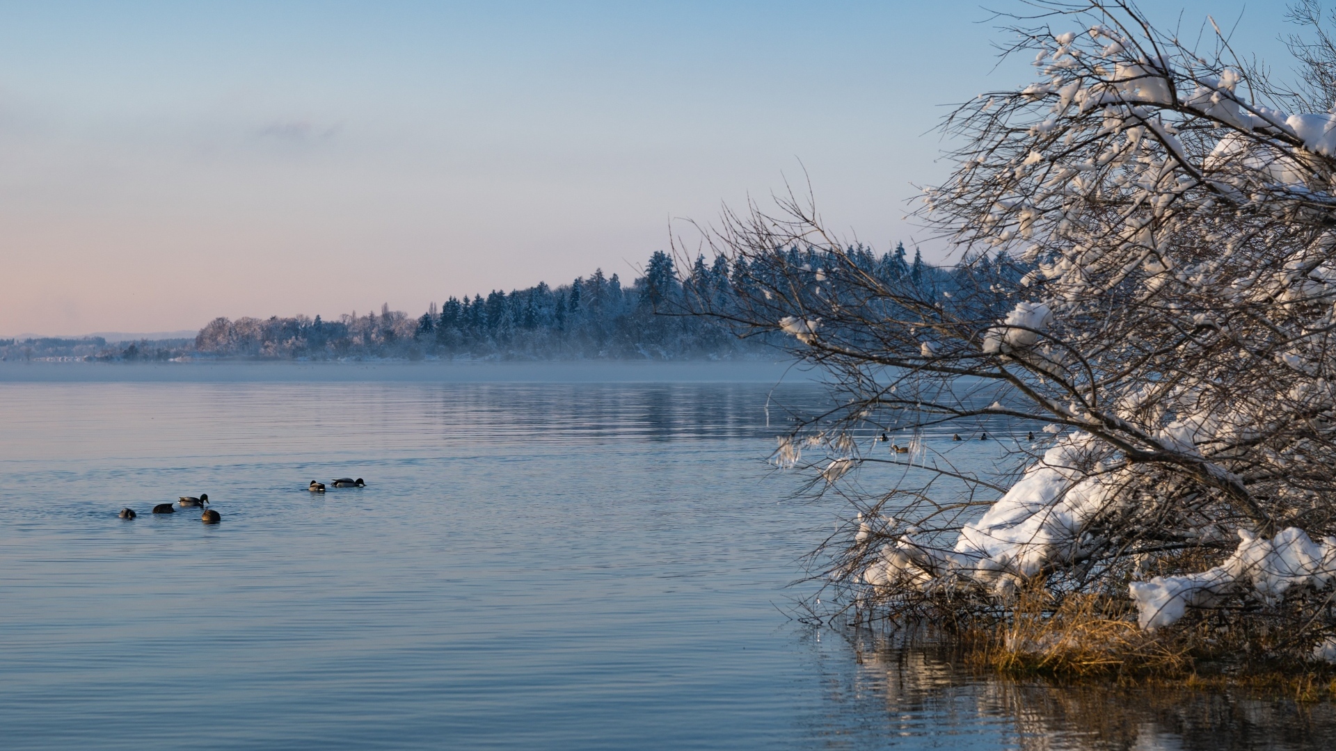 Заснеженные ветки дерева у озера